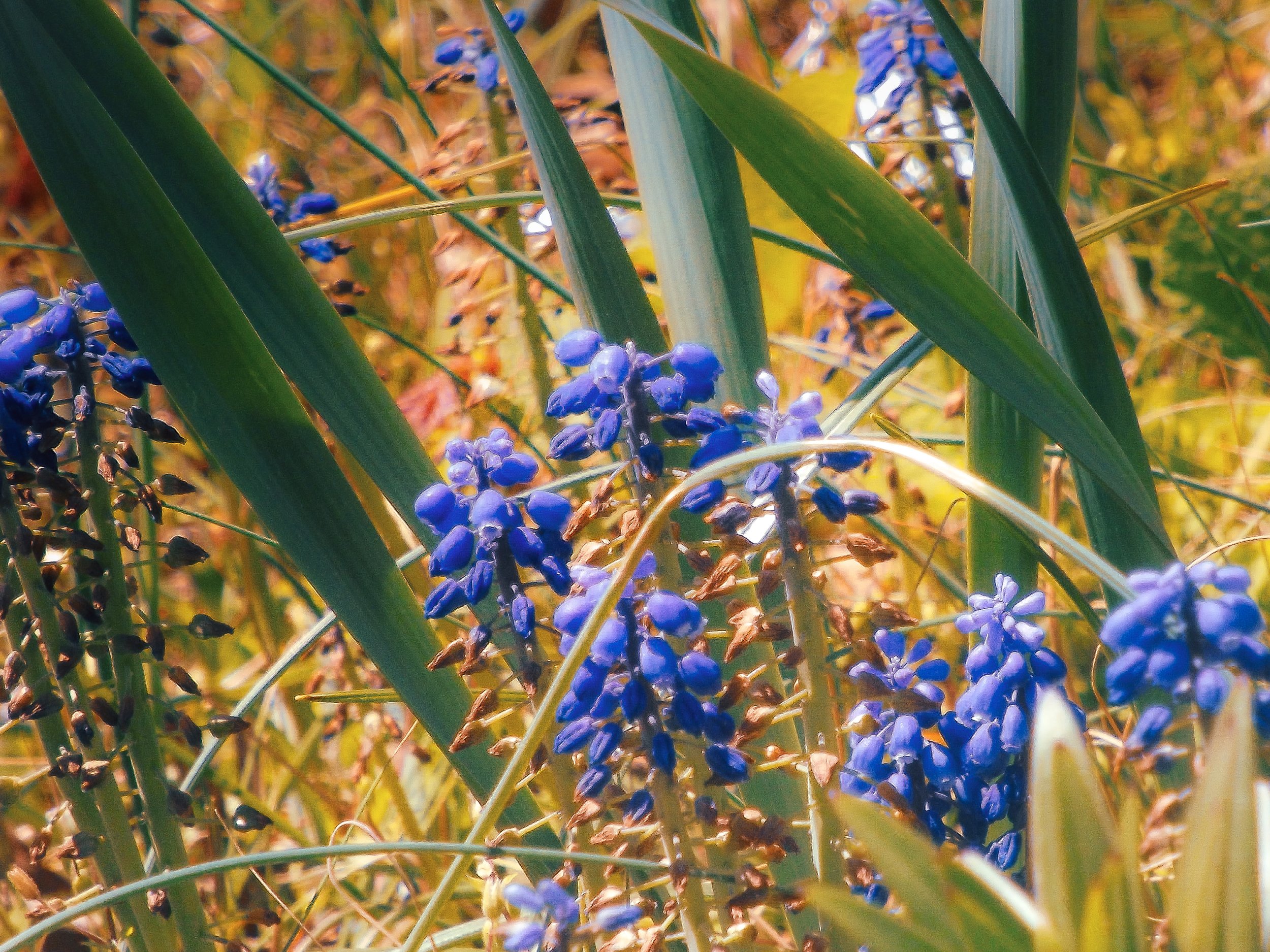 DSCF2329-2.jpg