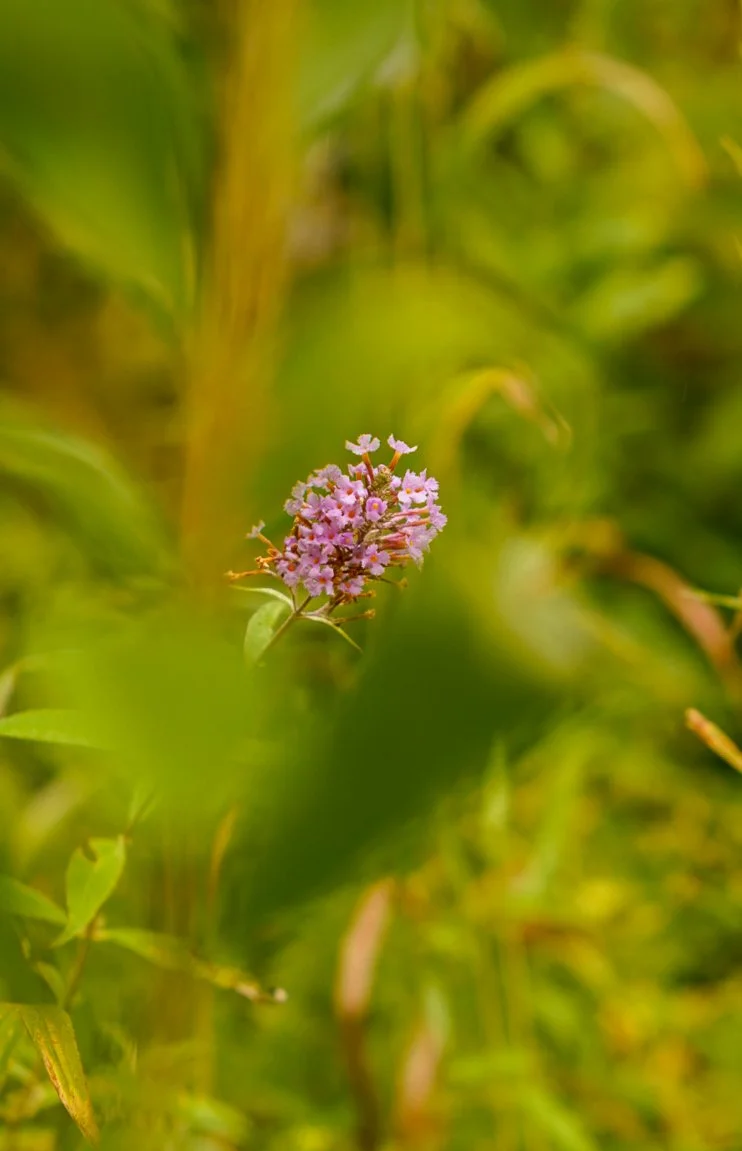 DSC03667-2.jpg