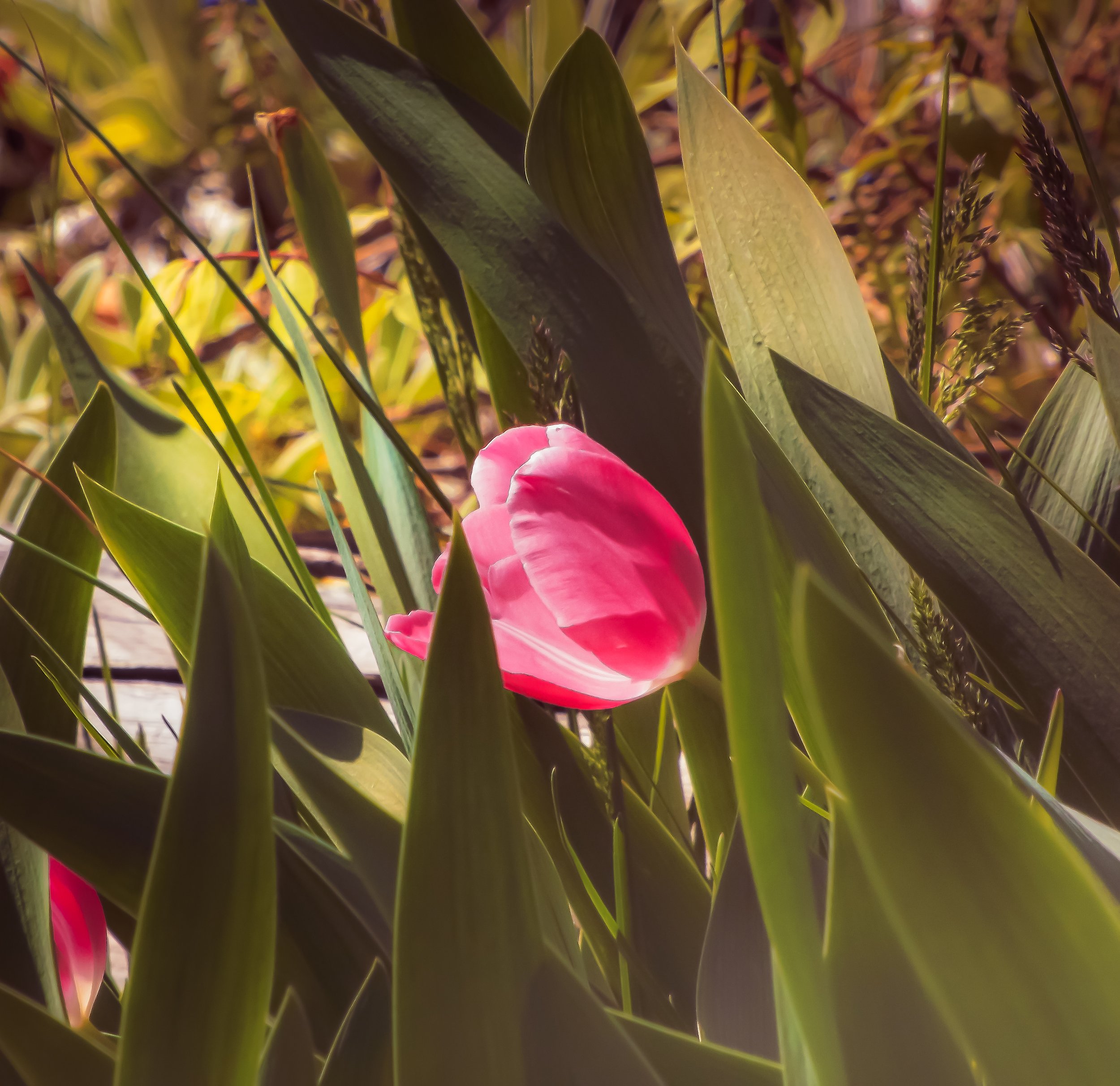 DSCF2328-2.jpg