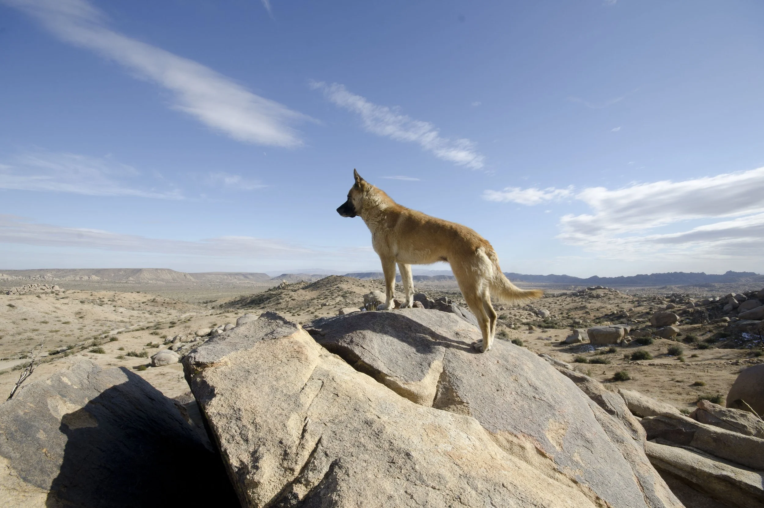 GarthBowles_GodsWayLove_YuccaValley_Into The Silence(ph_CarloBevilacqua)_2.jpeg