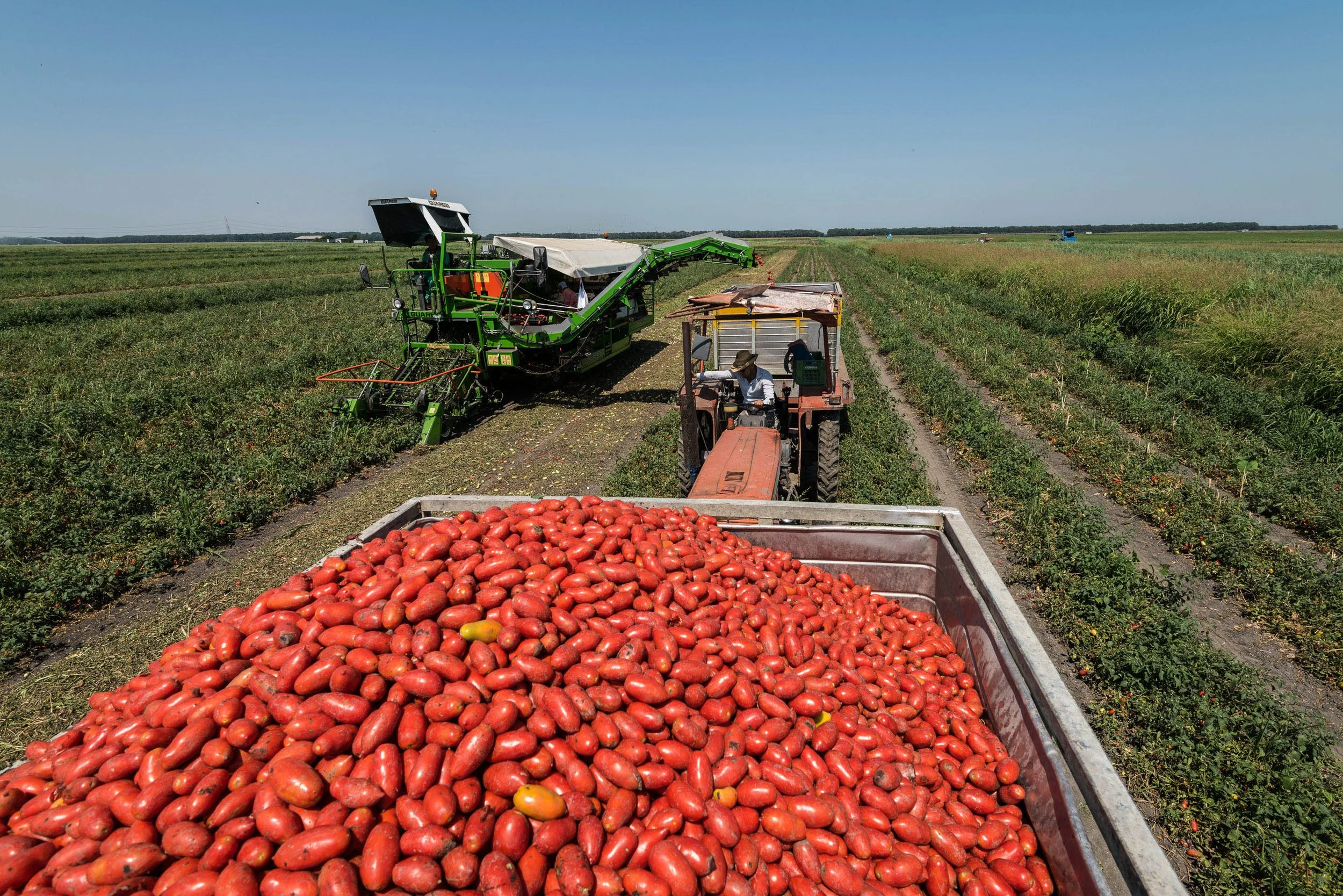 Tomato Industry 02.jpg