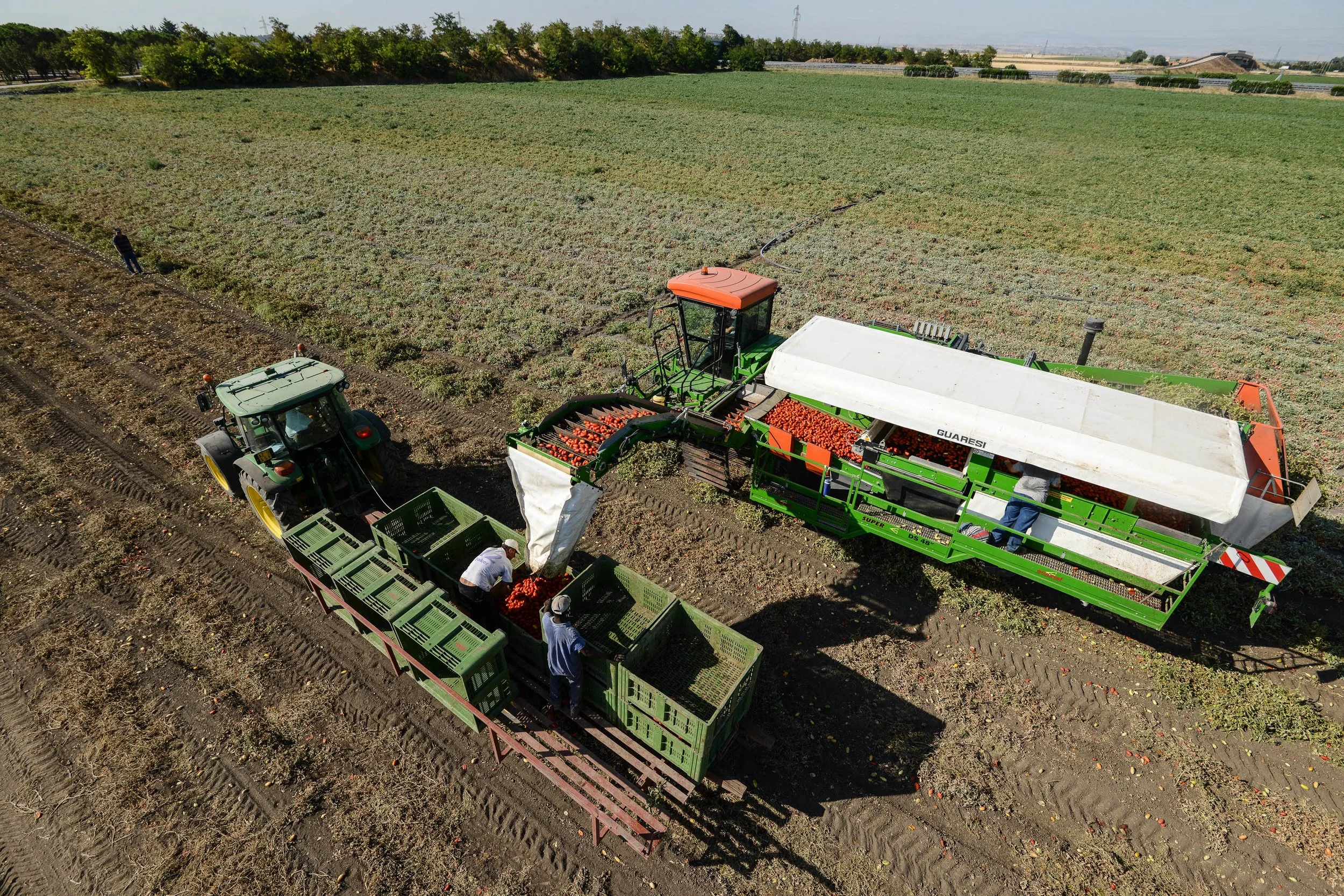 Mutti_Puglia_Capitanata _Gianbattista_00395_1.jpg