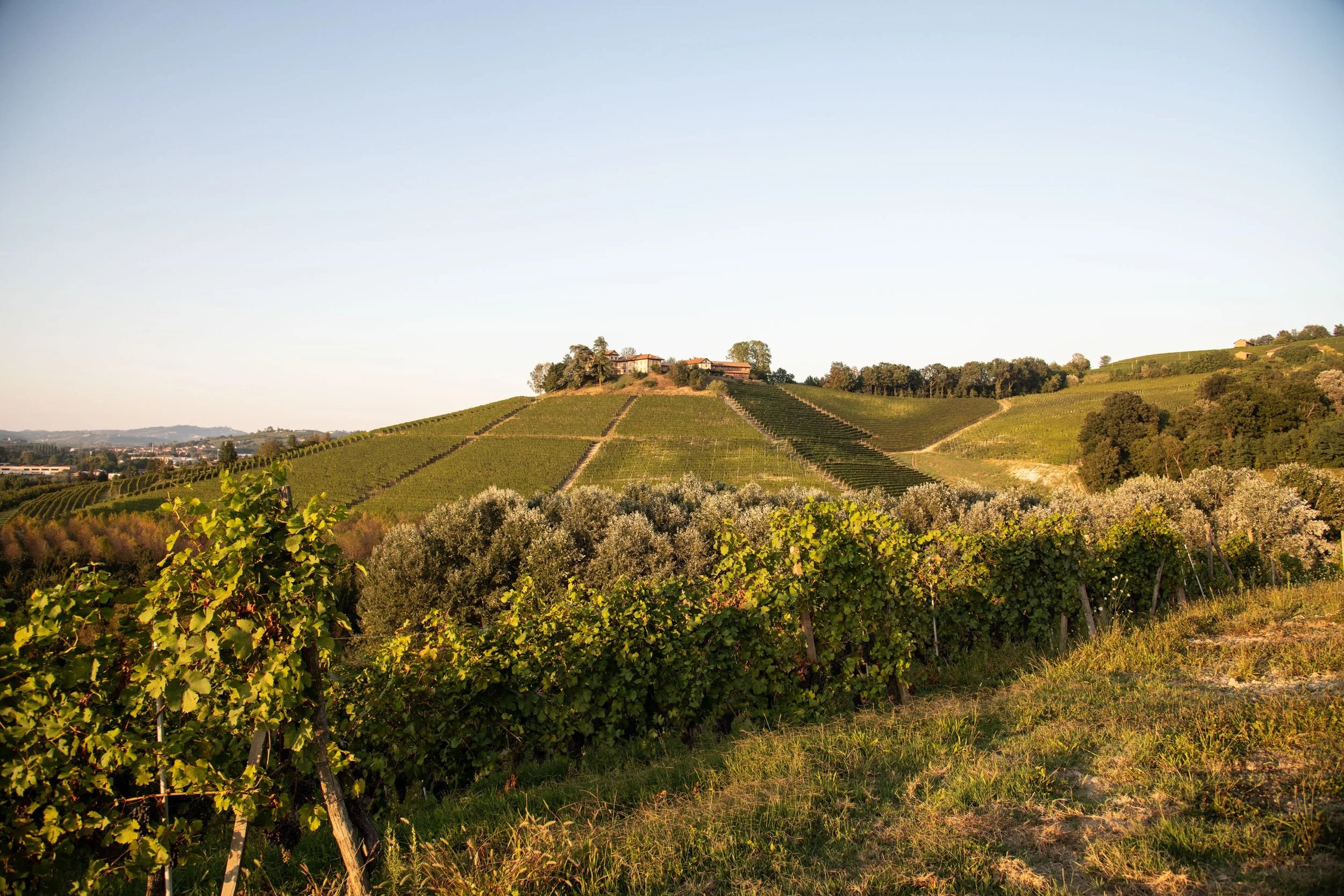 Vigneti _Casolare _LaMorra_0014.jpg