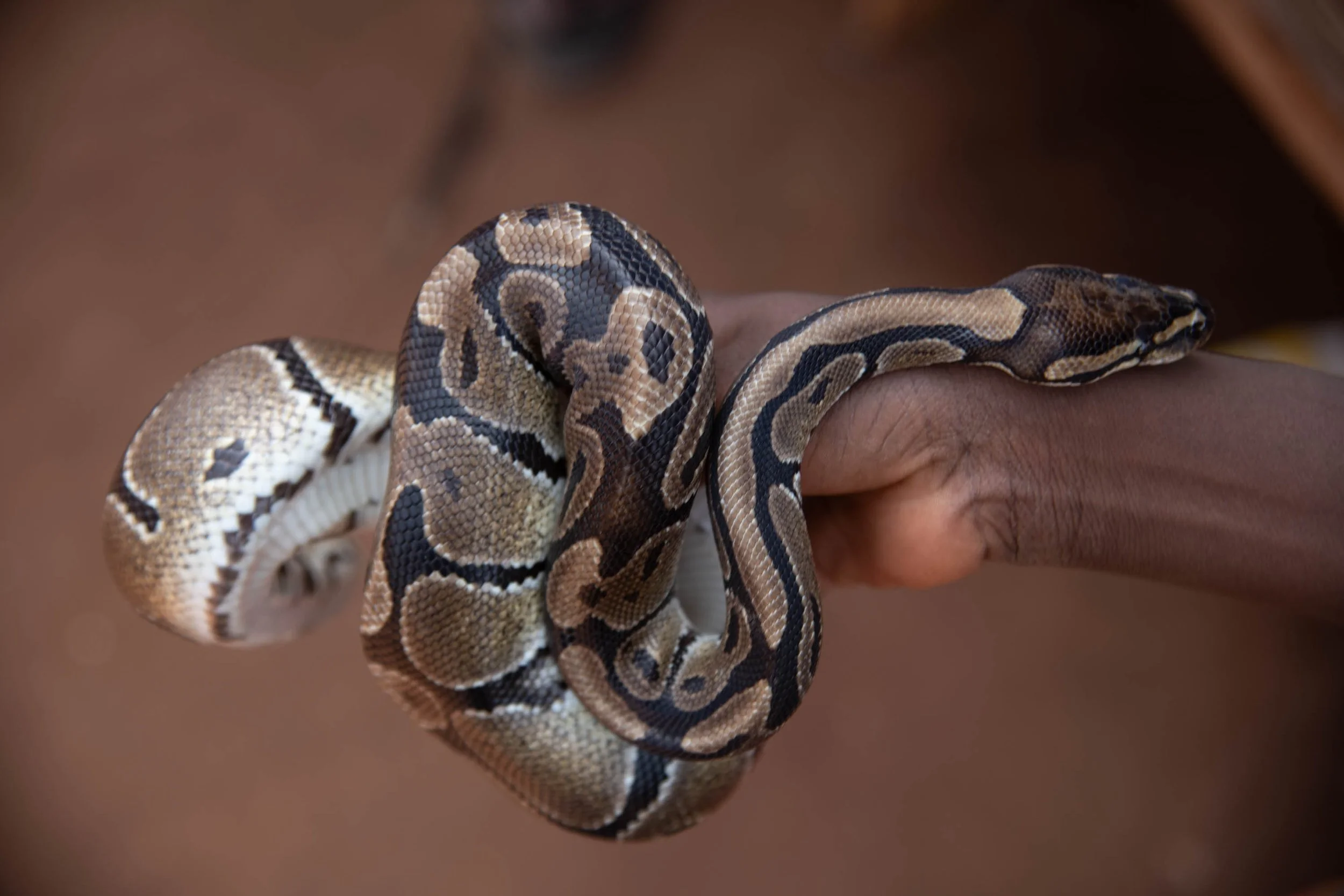 Mercato Feticci Boichon 17 Gen 2025_0048.jpeg