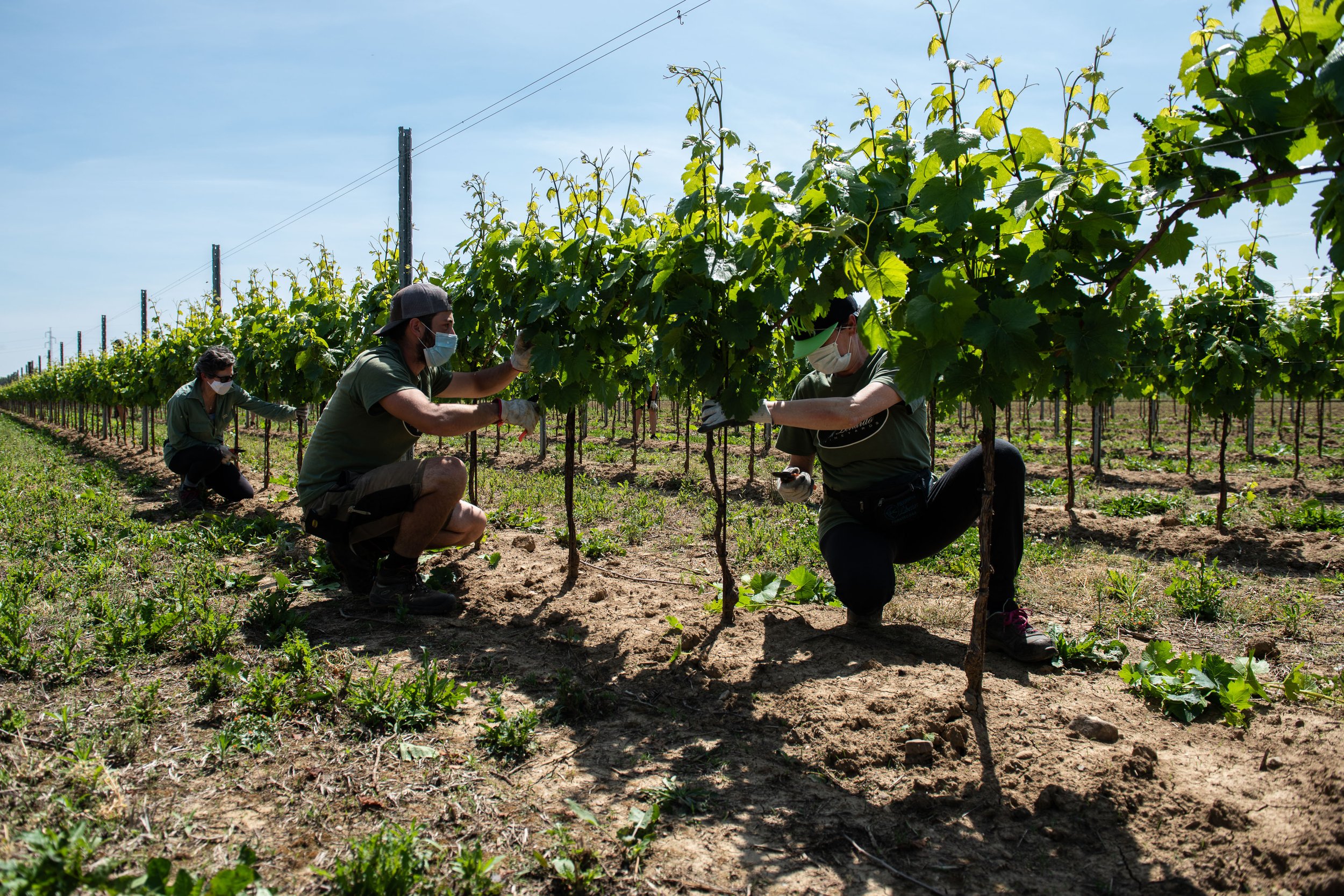 Wine maker Di Lenardo Cellar002.jpg