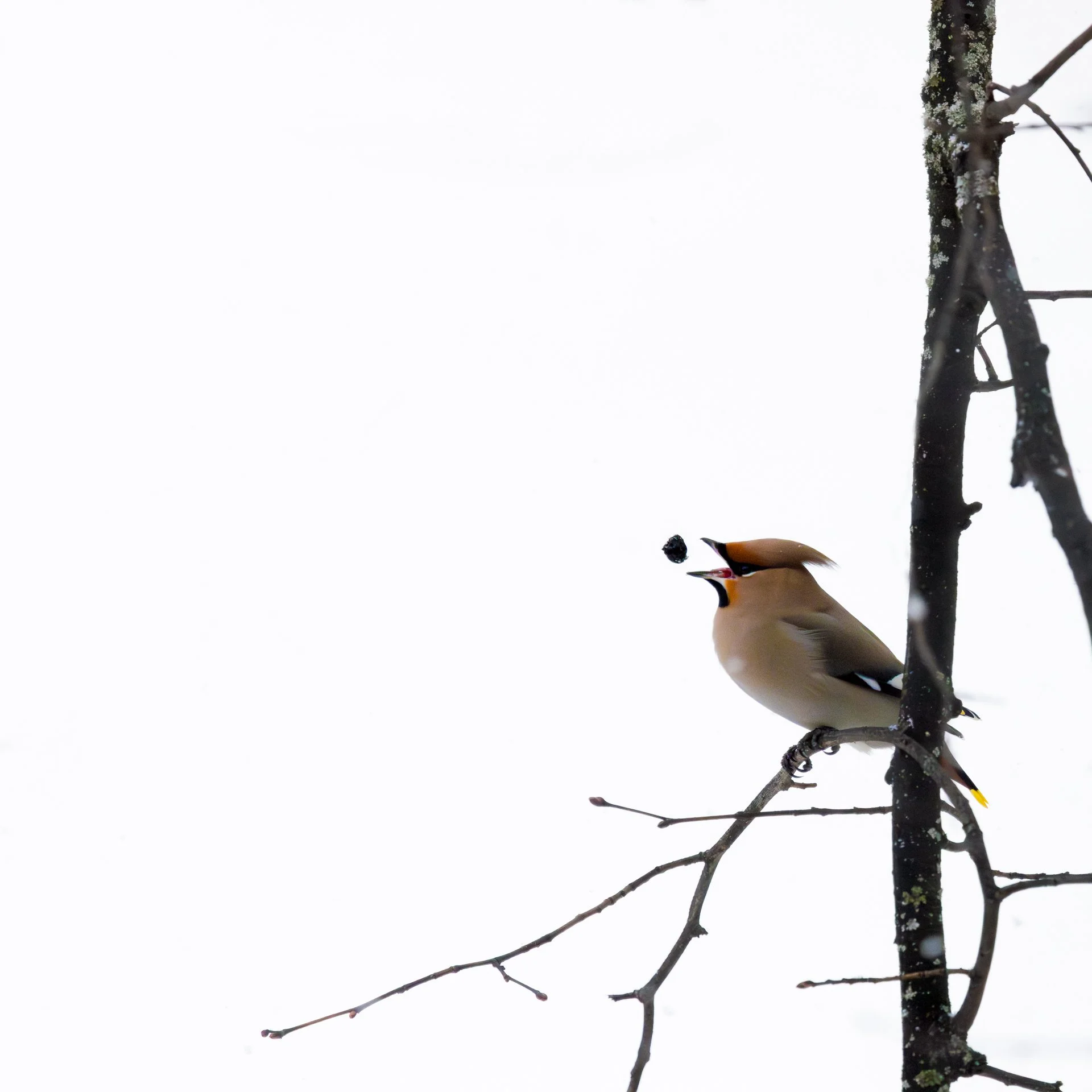 A small bird with a black head and orange-brown body perched on a snow-covered tree branch, with another small snow-covered branch nearby against a snowy backdrop.