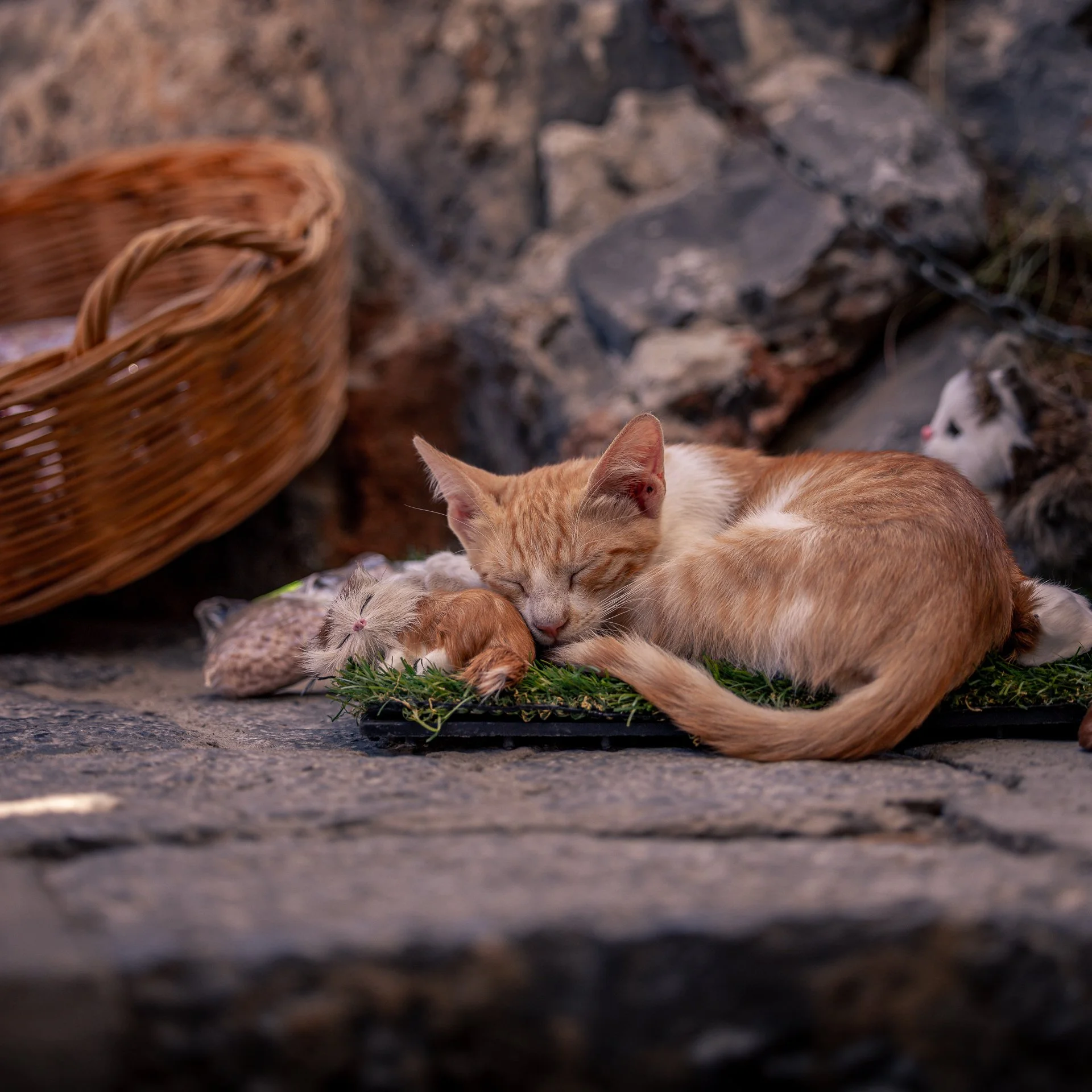 Orange and white cat sleeping on a patch of grass in front of a stone and brick wall, with a wicker basket to the left.