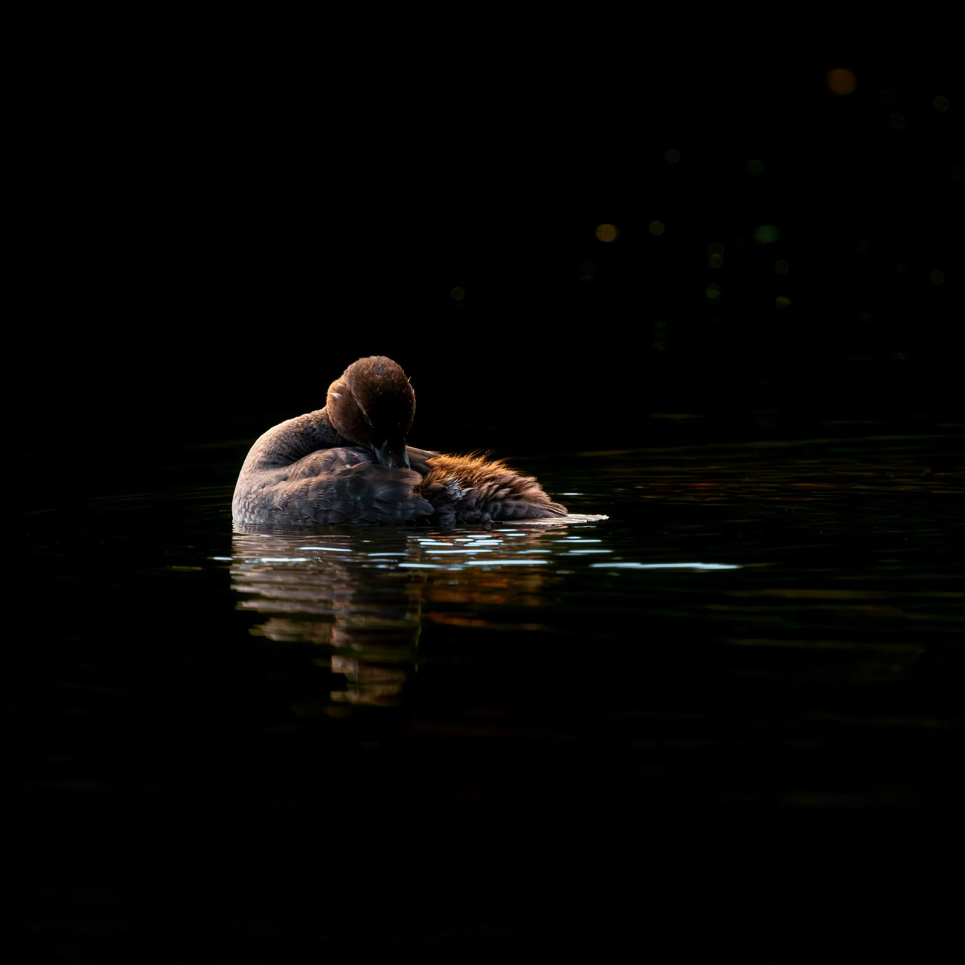 A duck swimming on dark water at night, with reflections and bokeh lights in the background.