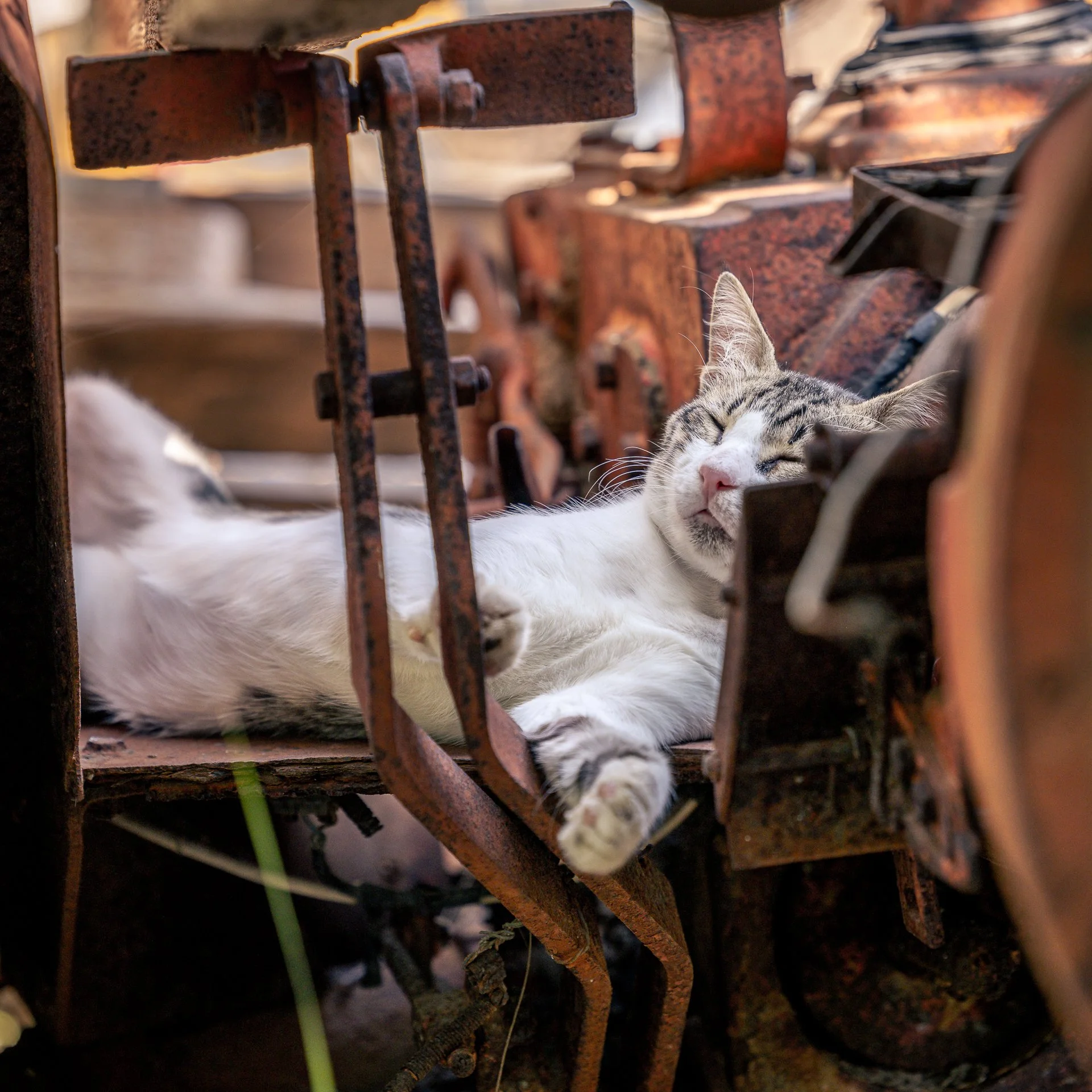 A sleeping tabby cat with gray, black, and white fur lying on rusty metal stairs with a blurred background.