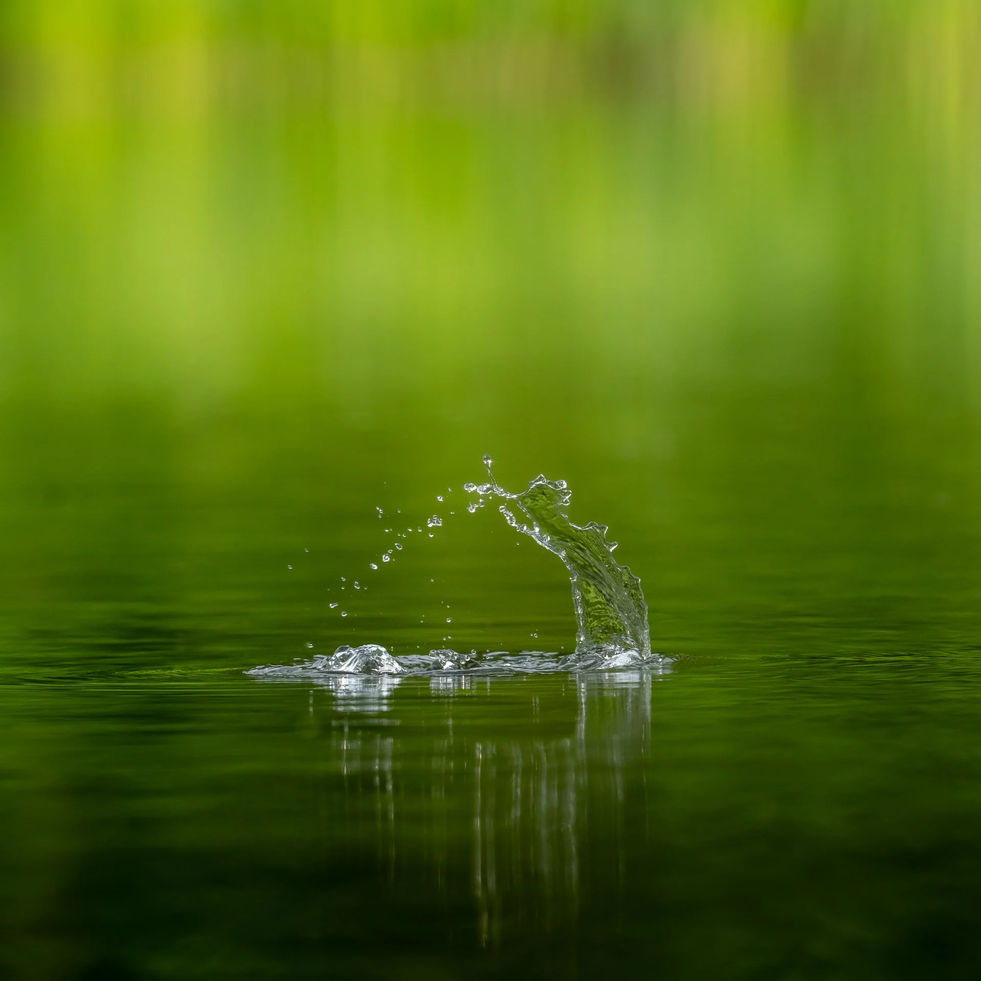 Close-up of a water droplet splashing into a pond, with a blurred green background.