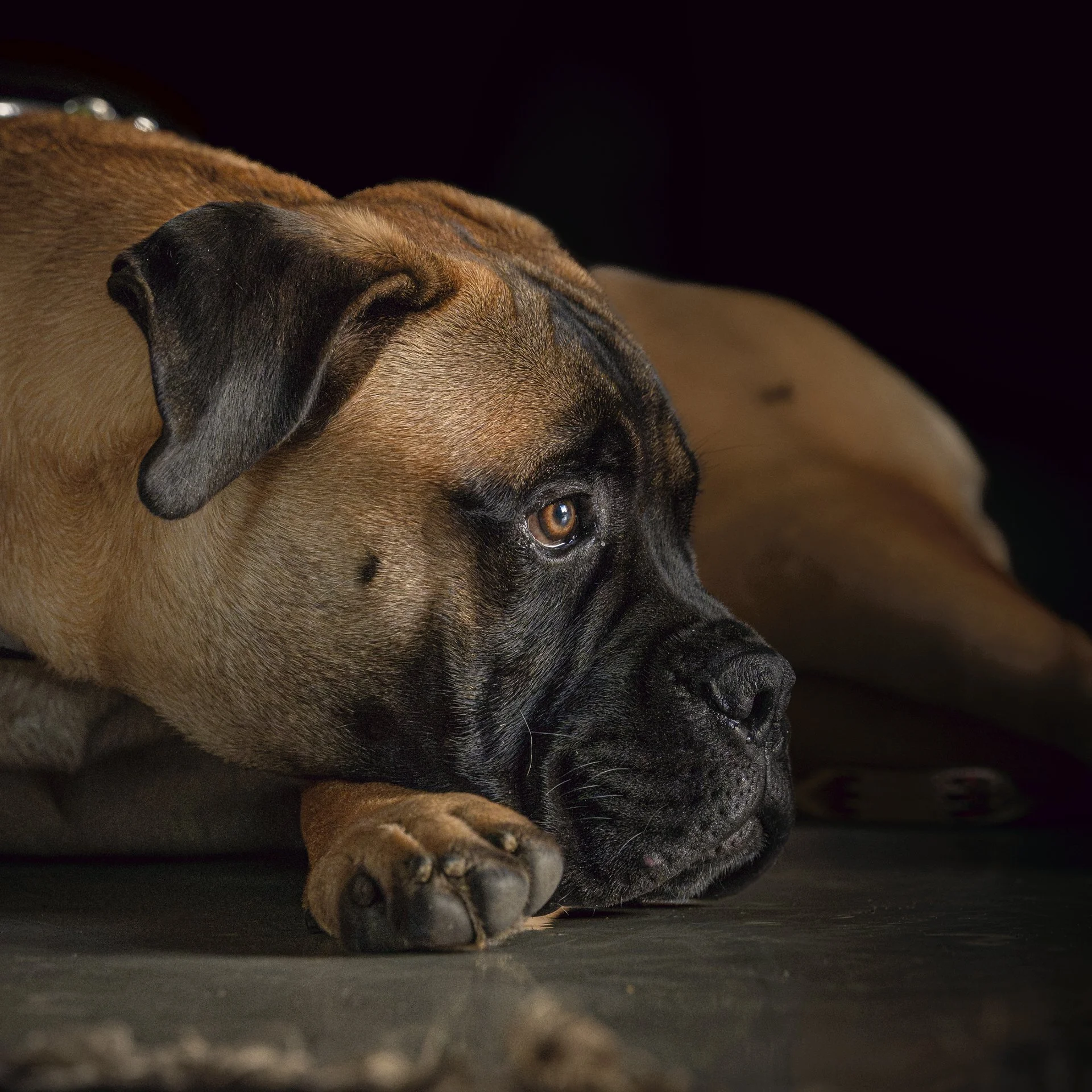 Close-up of a sleeping dog with tan and black fur, lying on a dark surface against a black background.