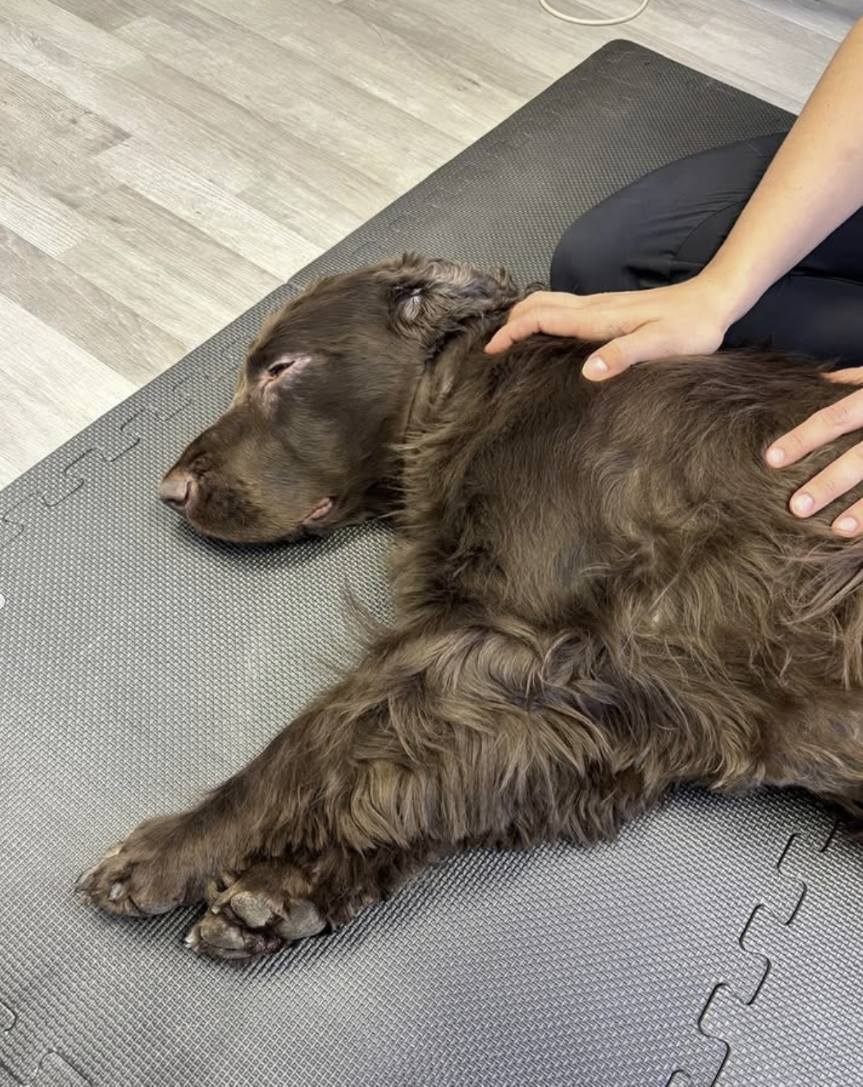 Lempi koira makaa hoitamassa makaavaa ihmistä eläinlääkärin pöydällä.