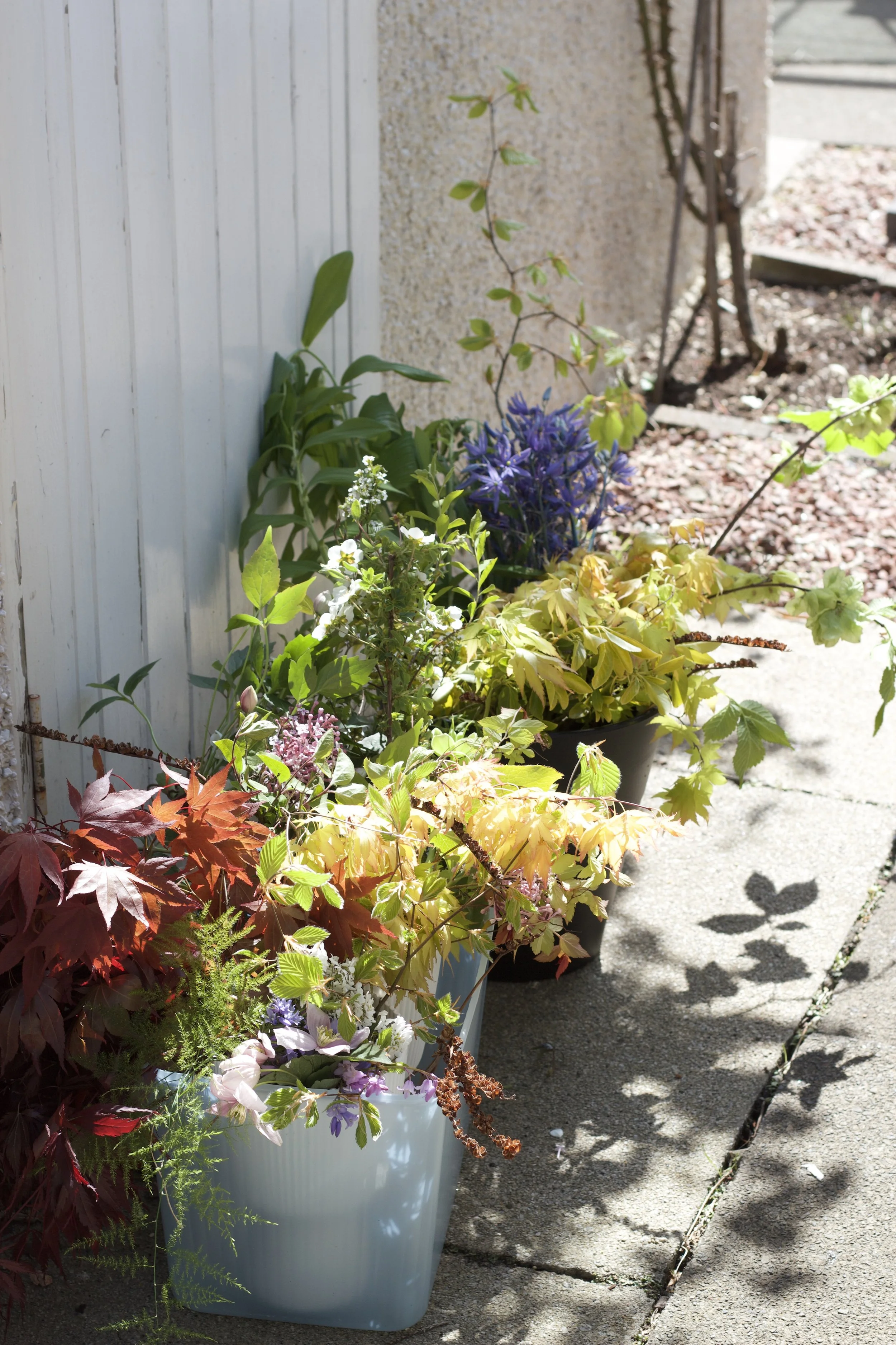 Potted plants with colorful flowers and green leaves, lined up along a concrete sidewalk outside a house in a floral designer workshop.