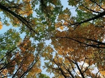 A view of the sky through tree branches with green and orange leaves, indicating an autumn setting.