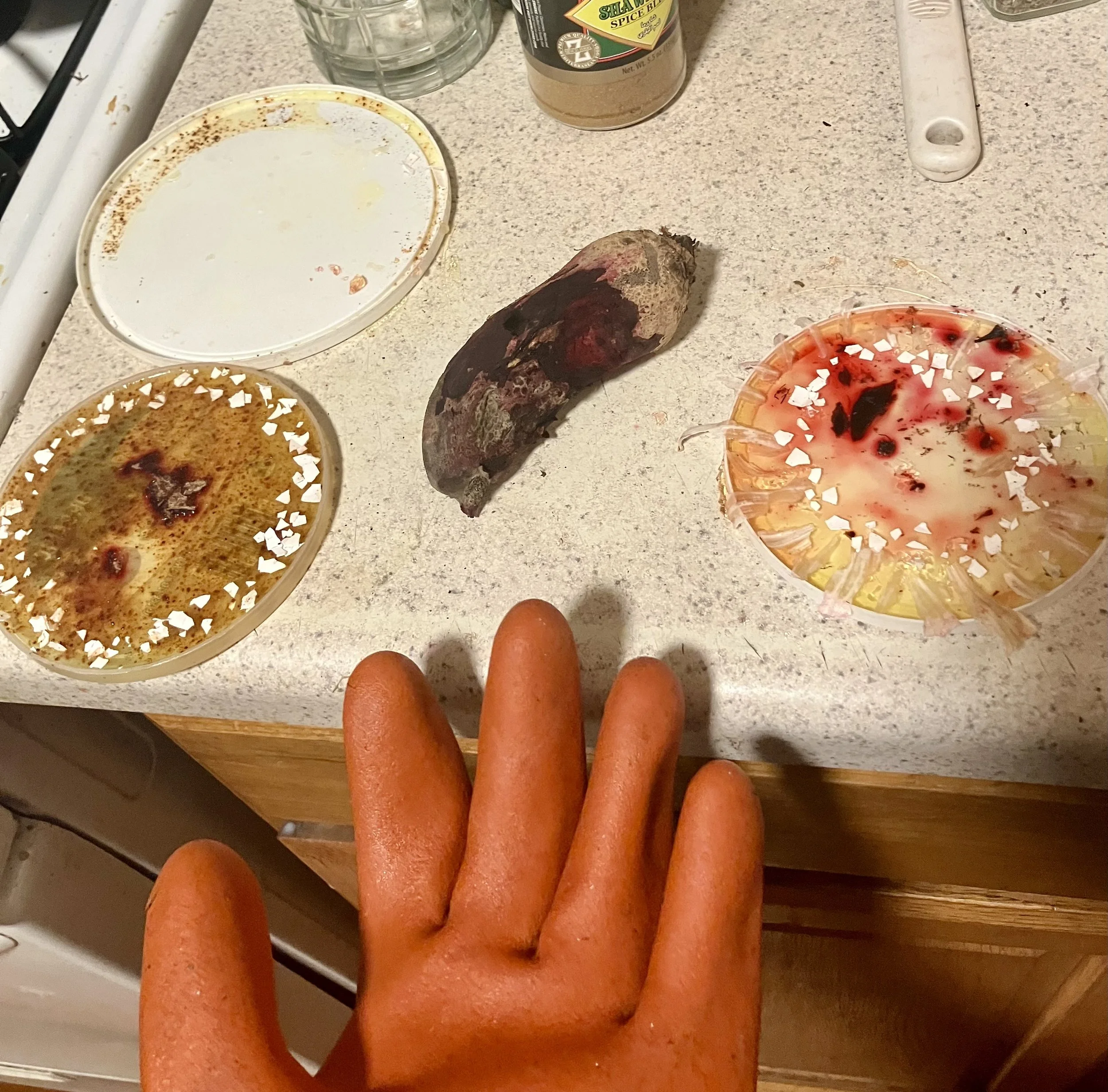 making sun catchers ft. beet skin and egg shell!