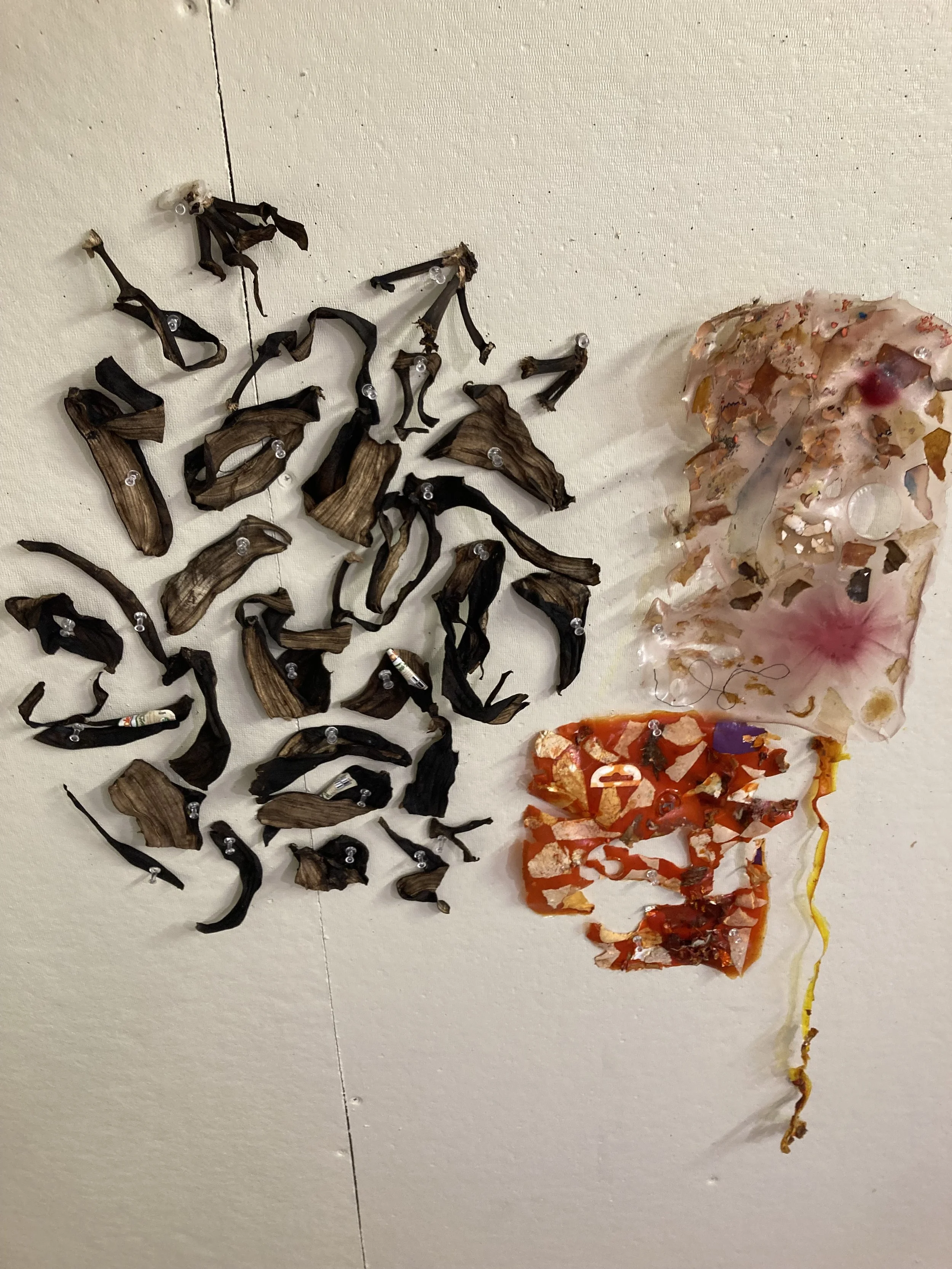 banana peels i collected over the summer for my thesis project.