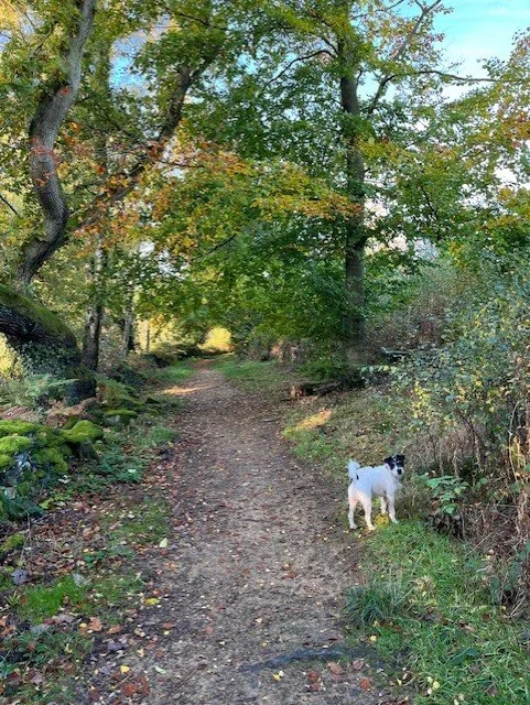 dog inspired woodland wedding