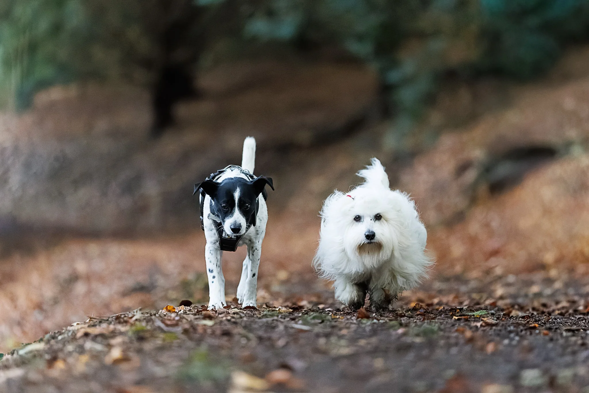 30102025-BU5A1545-DxO_DeepPRIME 3.jpg