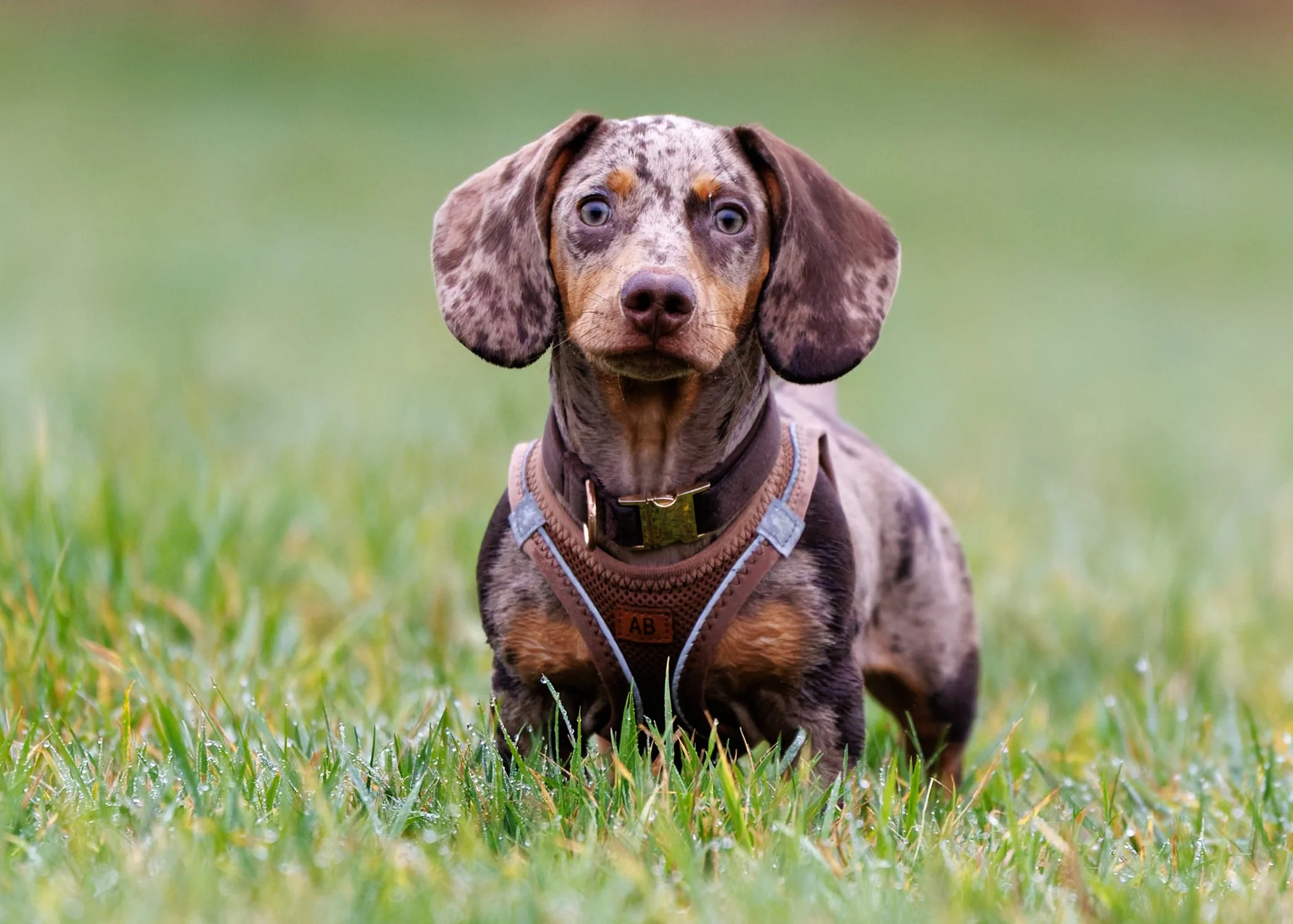 BU5A3503-DxO_DeepPRIME 3 copie.jpg