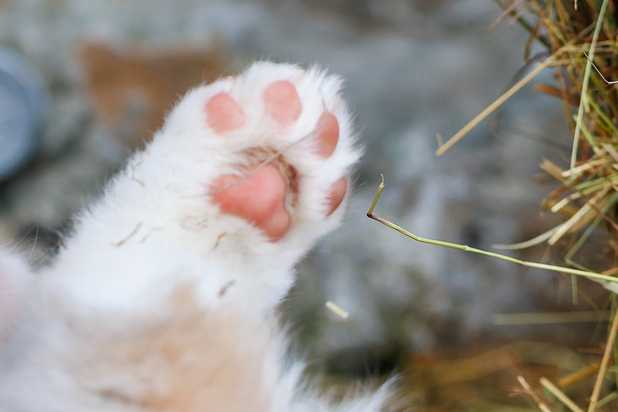 A Hauteur de truffes - Chiot