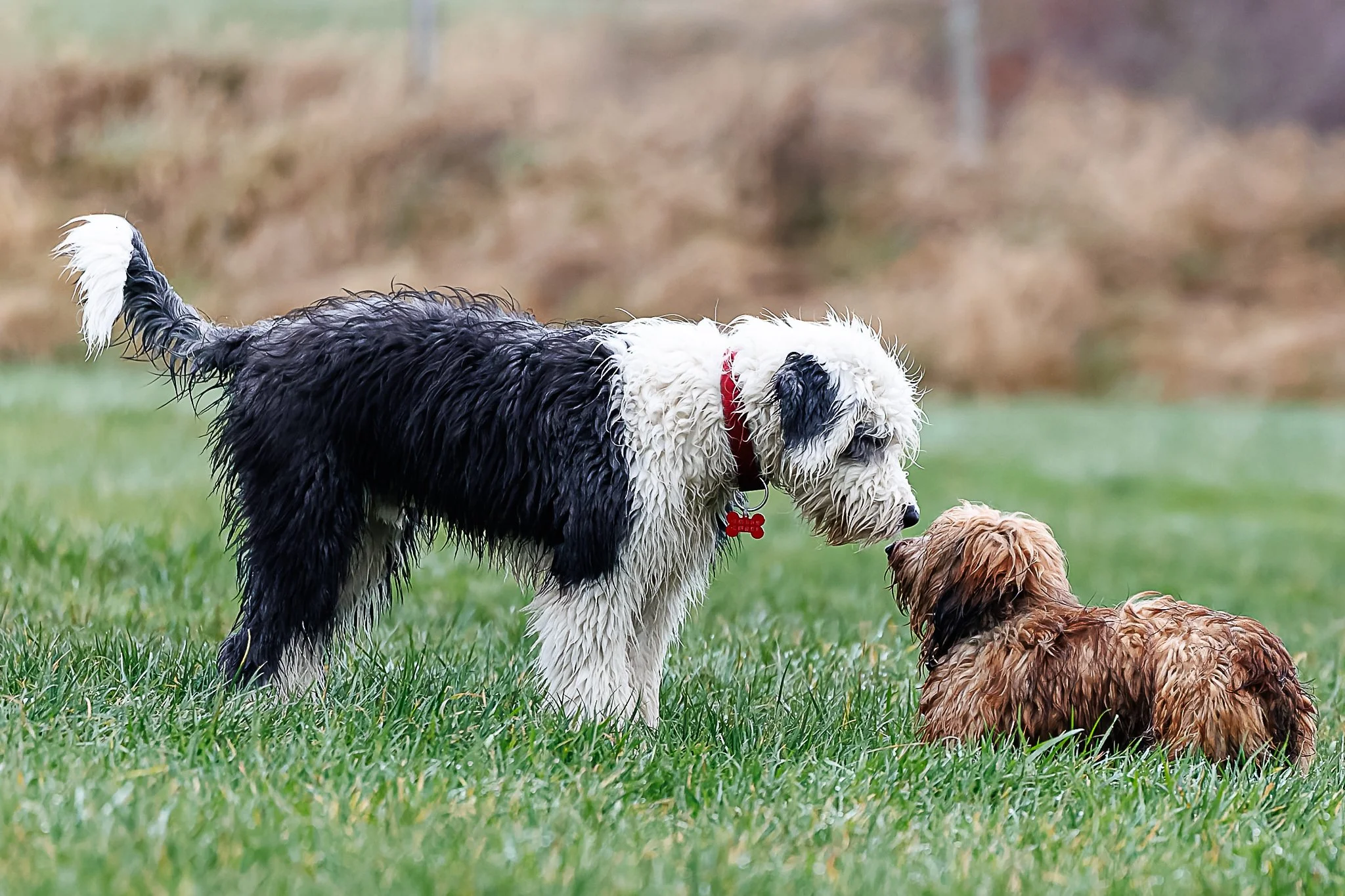 13122025-BU5A3685-DxO_DeepPRIME 3.jpg