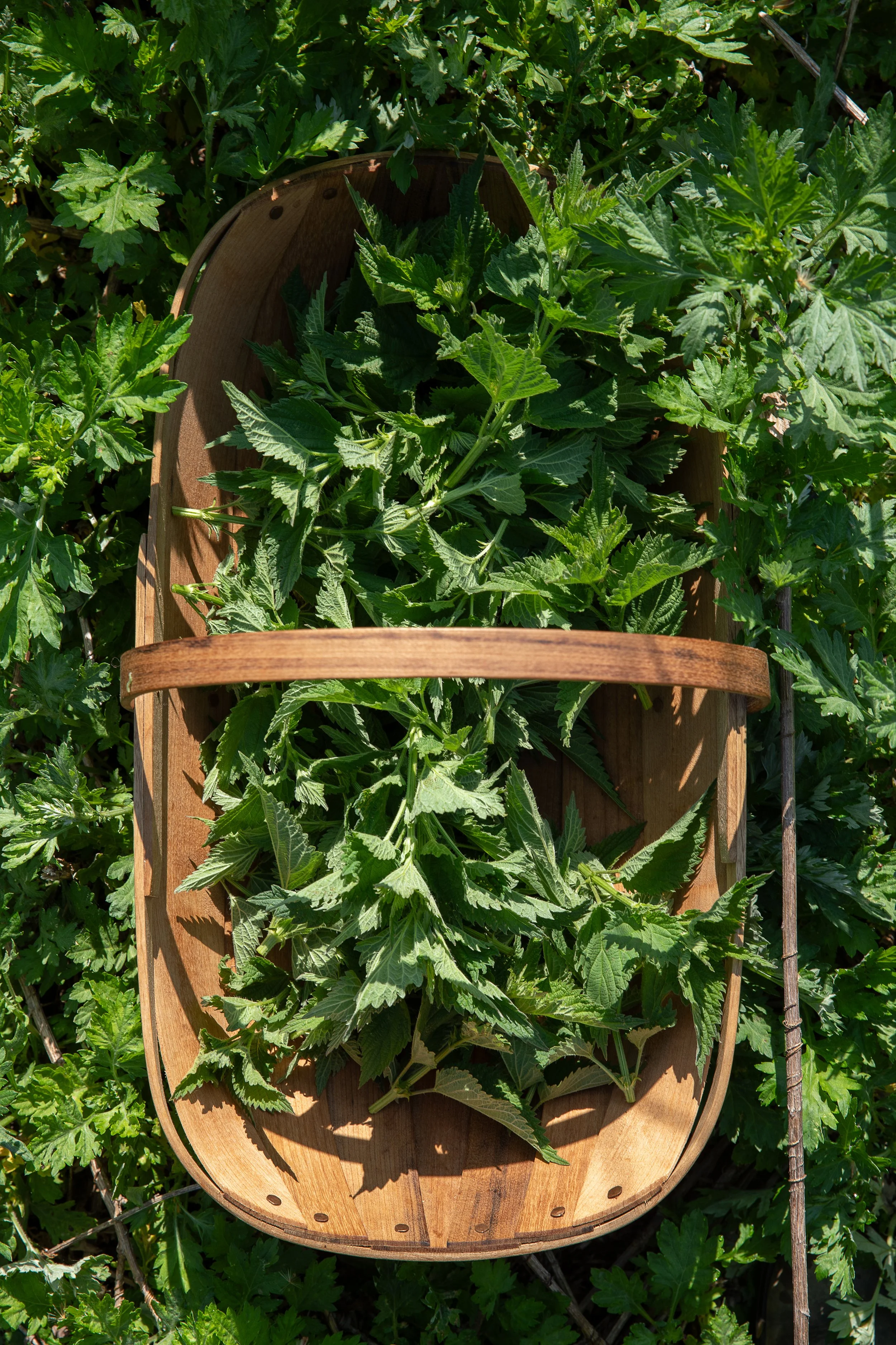 Nettle_001Web.jpg