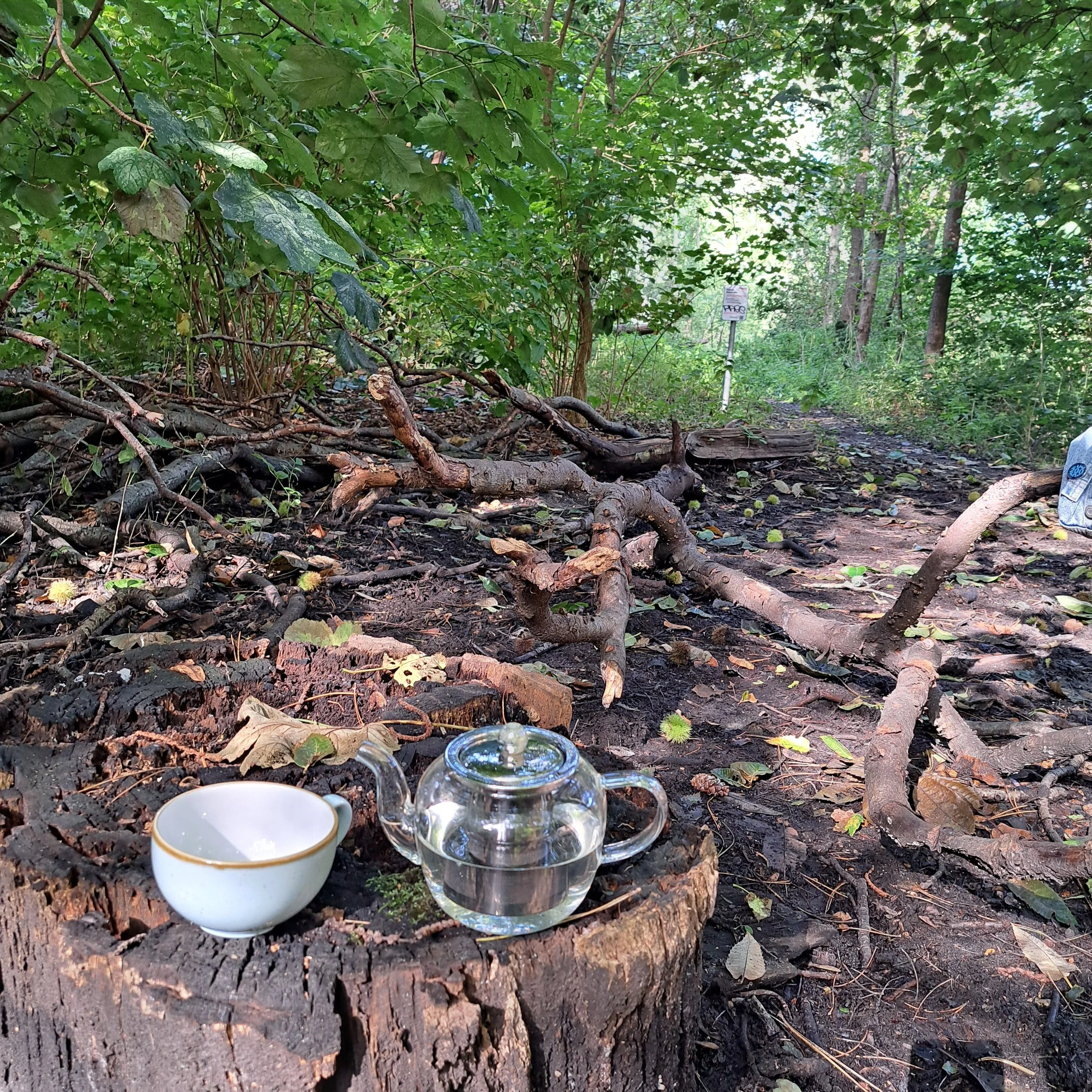 A glass teapot filled with water and a white teacup with a gold rim placed on a tree stump in a wooded area with fallen branches and green foliage.