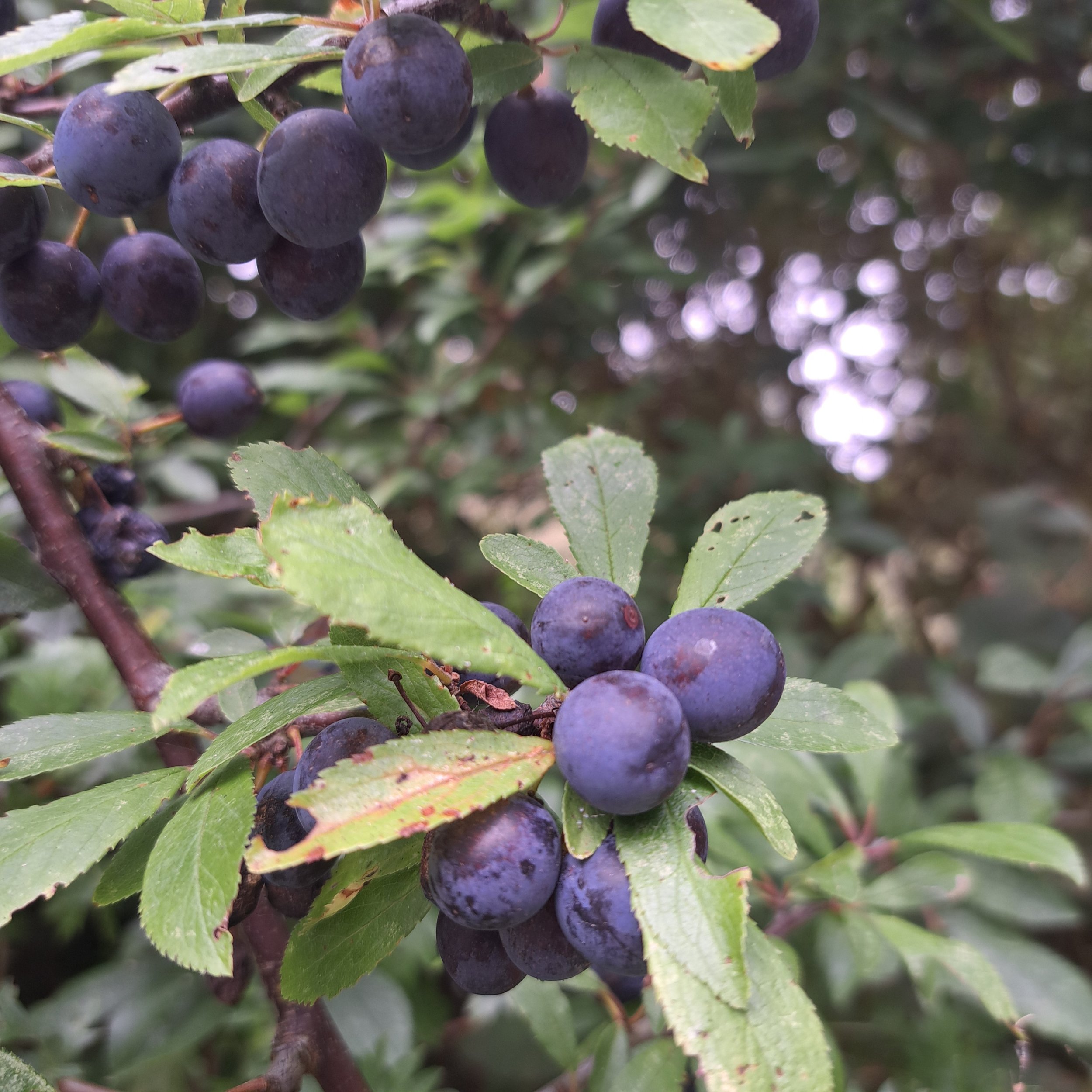A Year in The Forest ; The Great Harvest