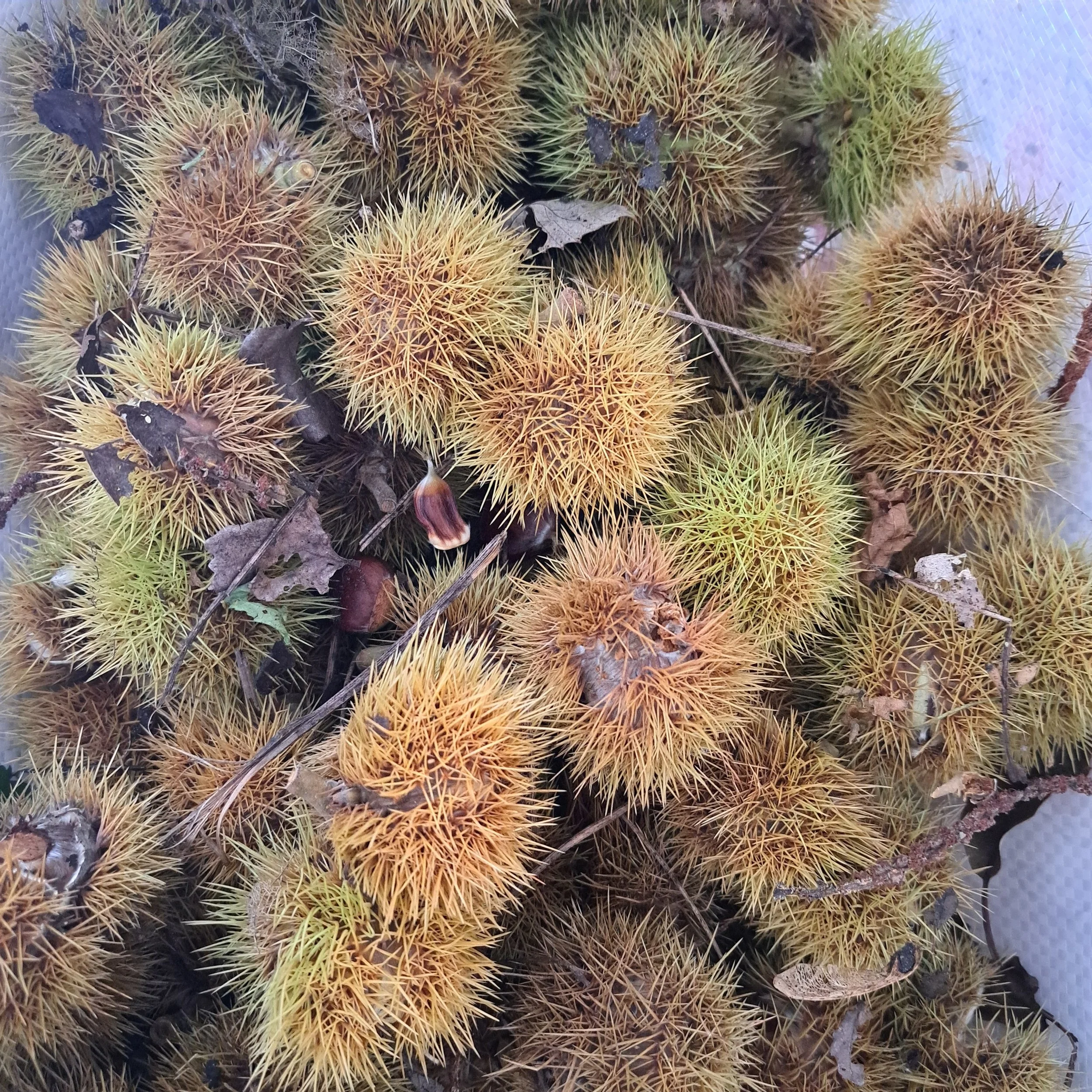 chestnuts.jpg