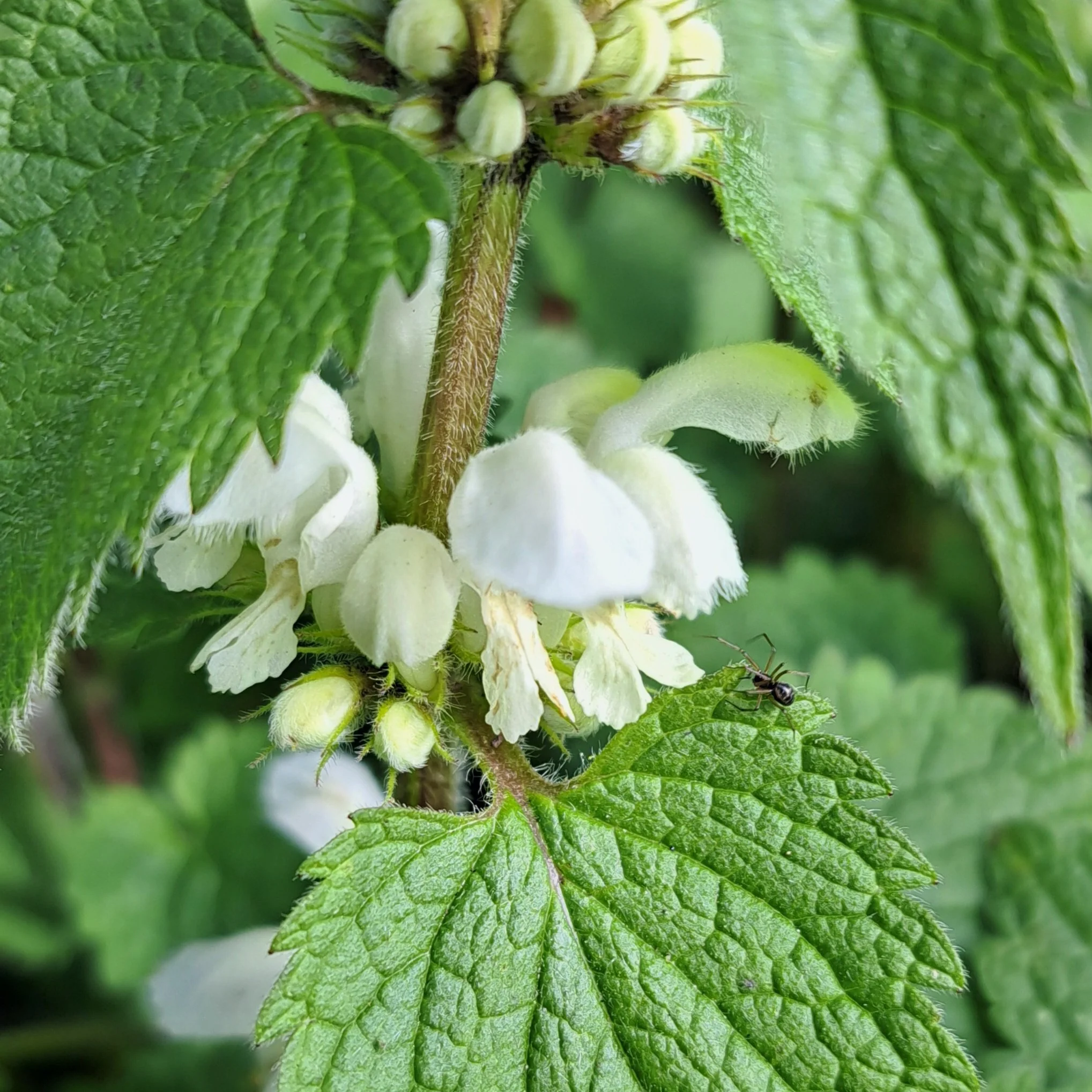 From Common Ground to Trespass: How the Enclosure Acts Fenced Off Our Foraging Instincts
