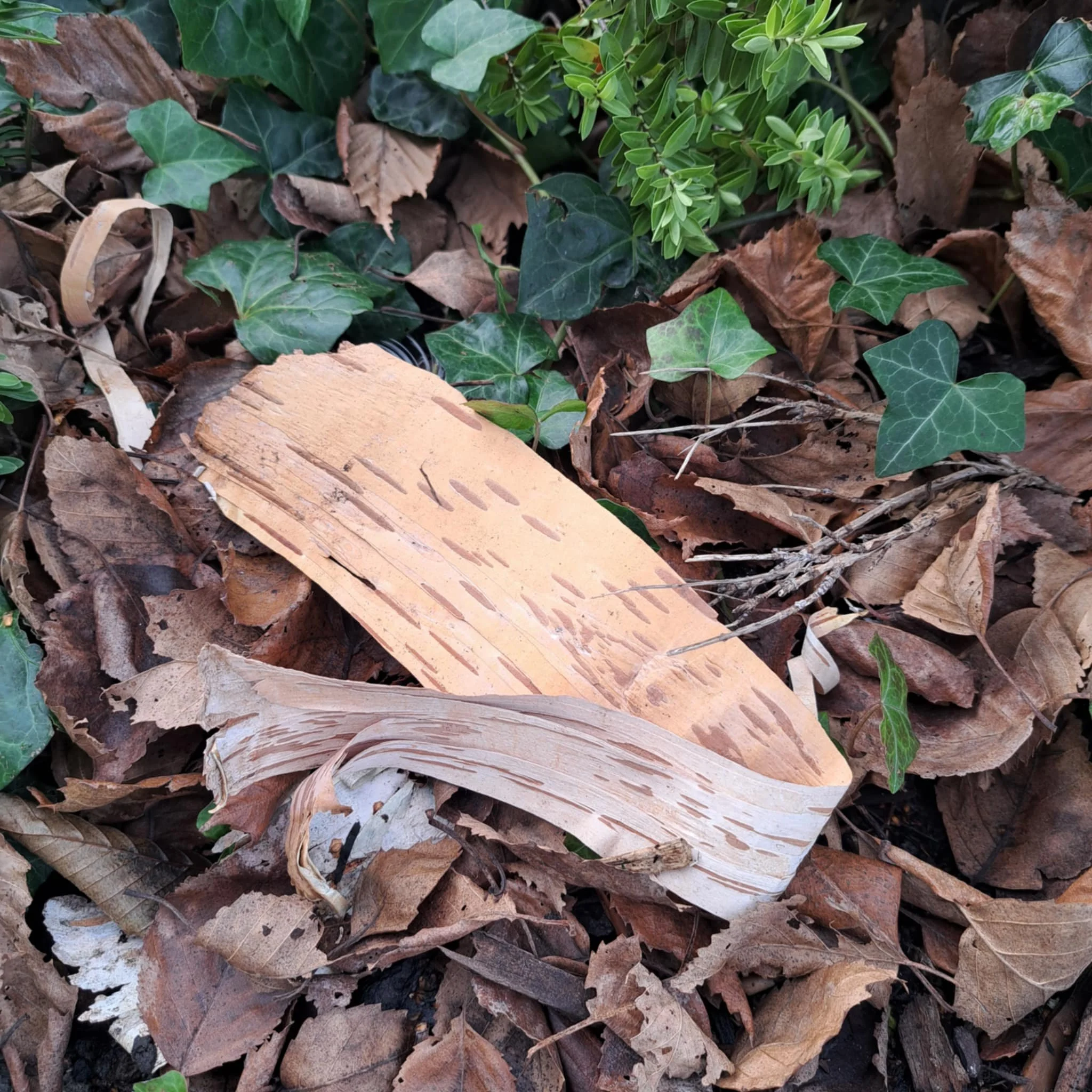 A Year in The Forest ; The Awakening