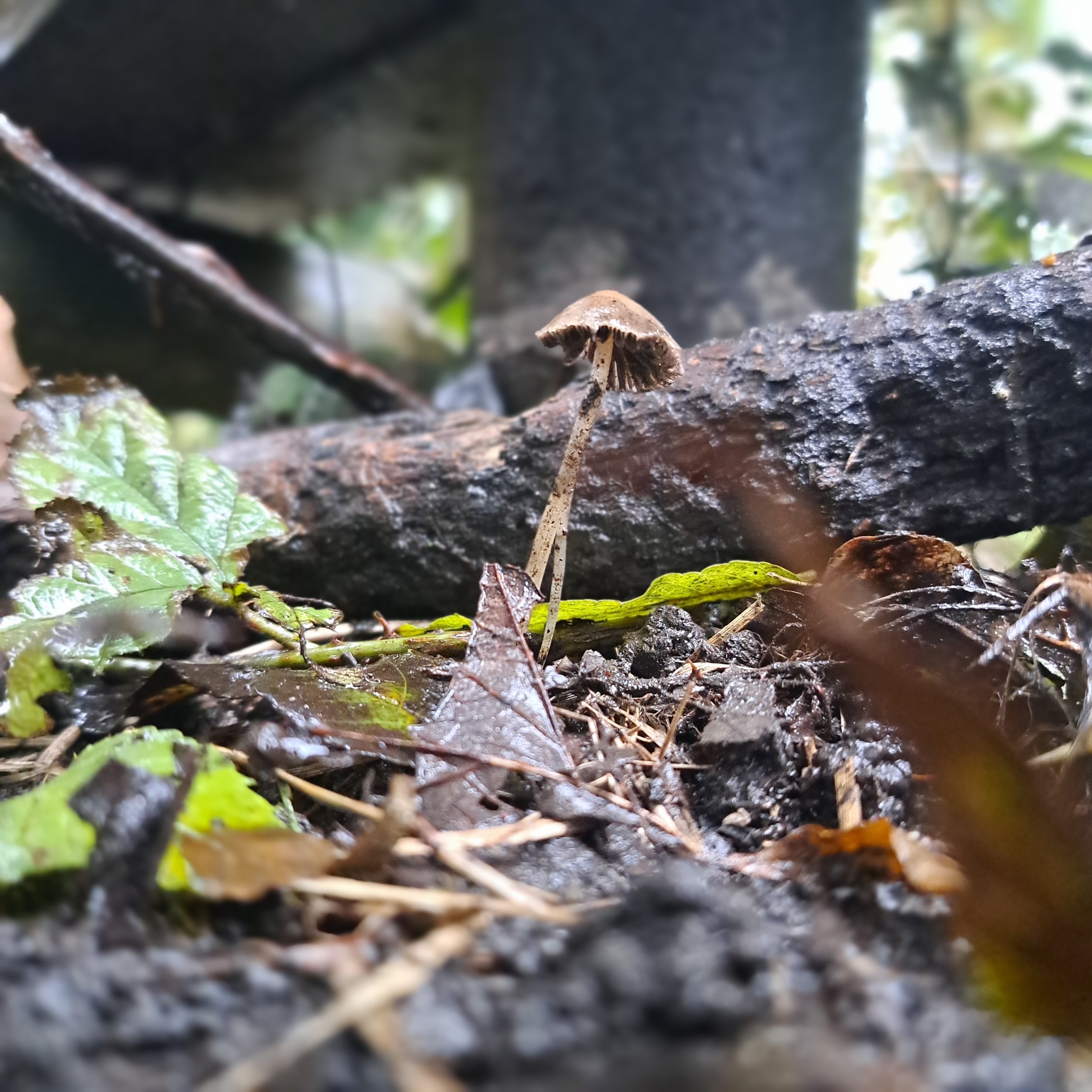 Close-up of a small mushroom growing on moist forest floor among leaves and twigs, with a fallen stick in the background.