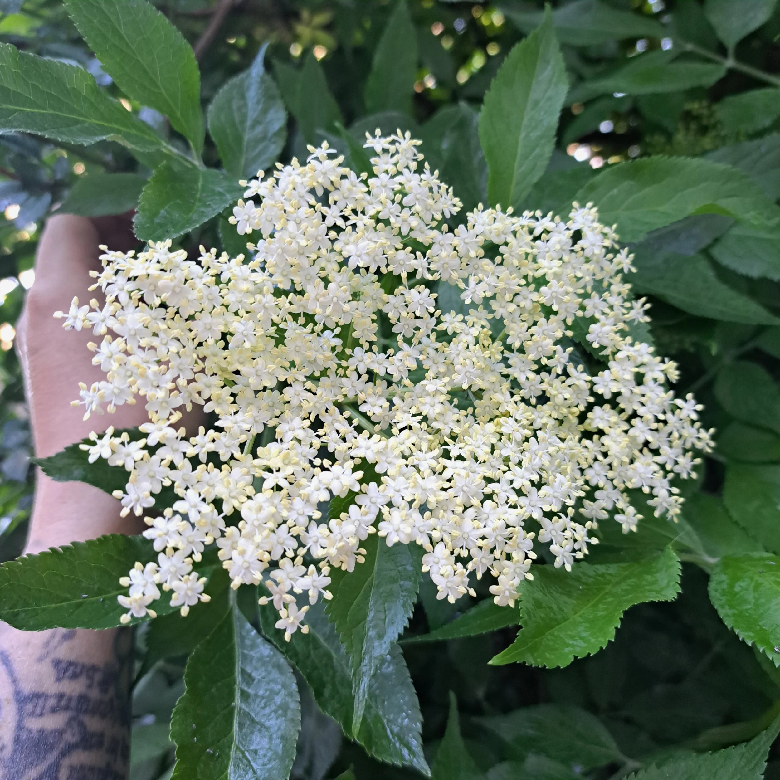 A Year In The Forest; The Complete Cycle of Rewilding