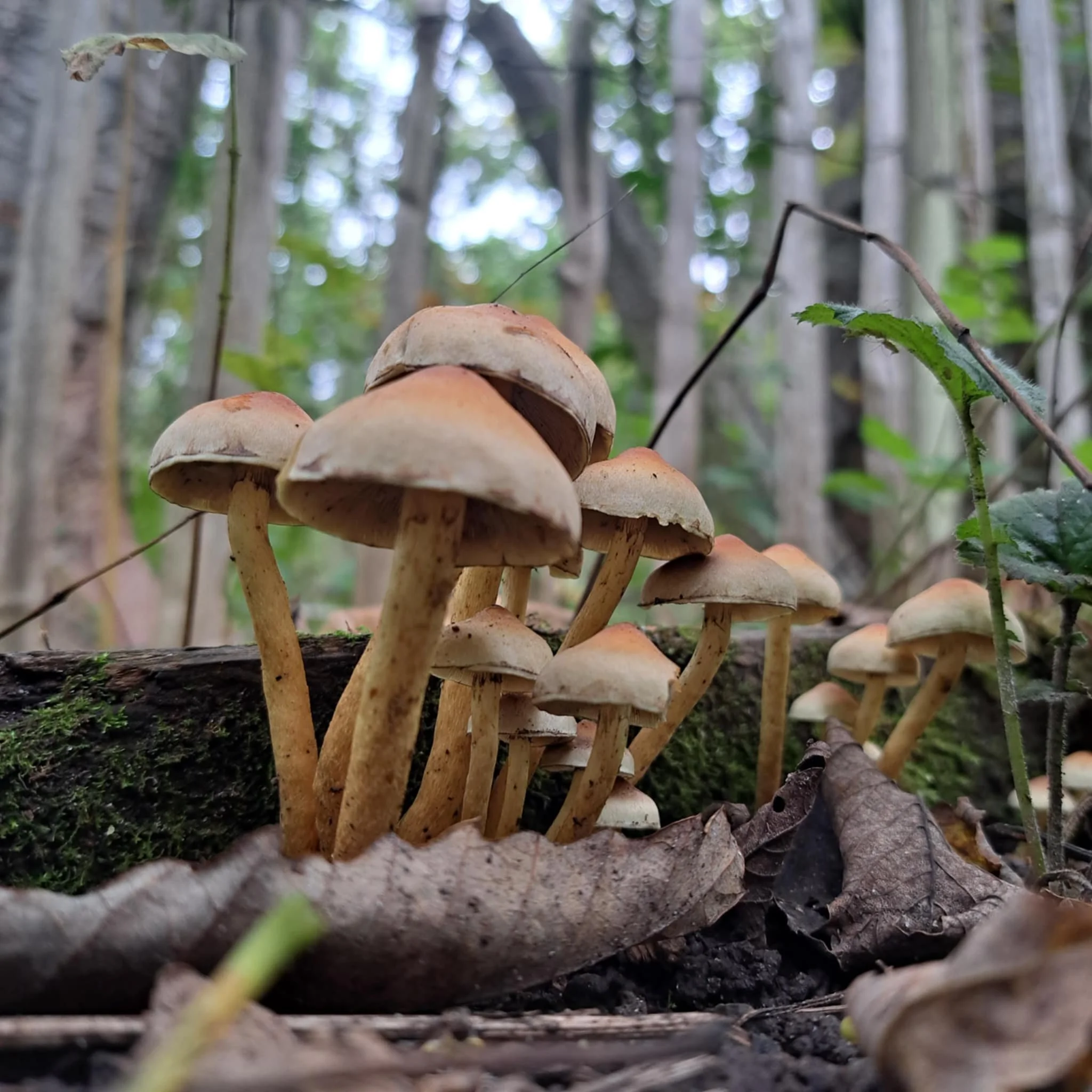 A cluster of mushrooms growing on a fallen log in a forest surrounded by fallen leaves and green plants.