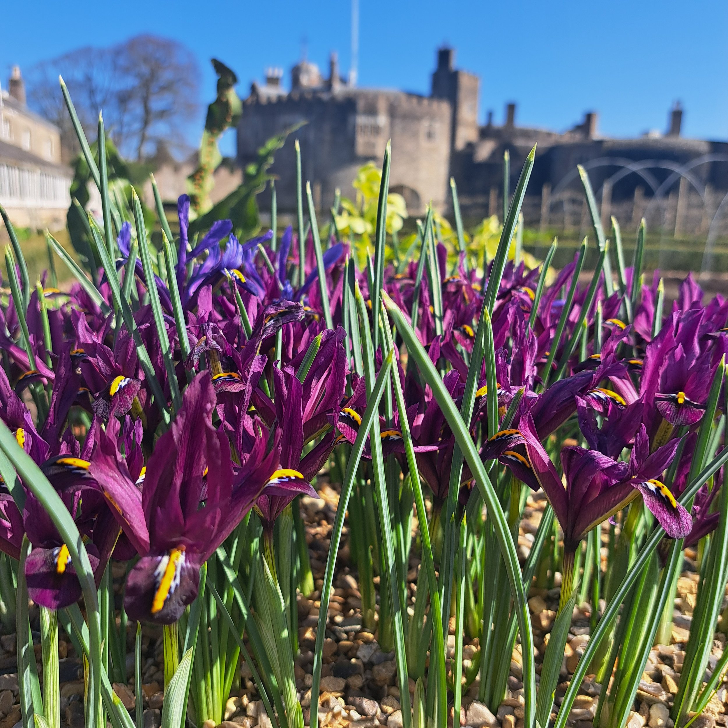 Group Session; 1 Hour Forest Bathing at Walmer Castle