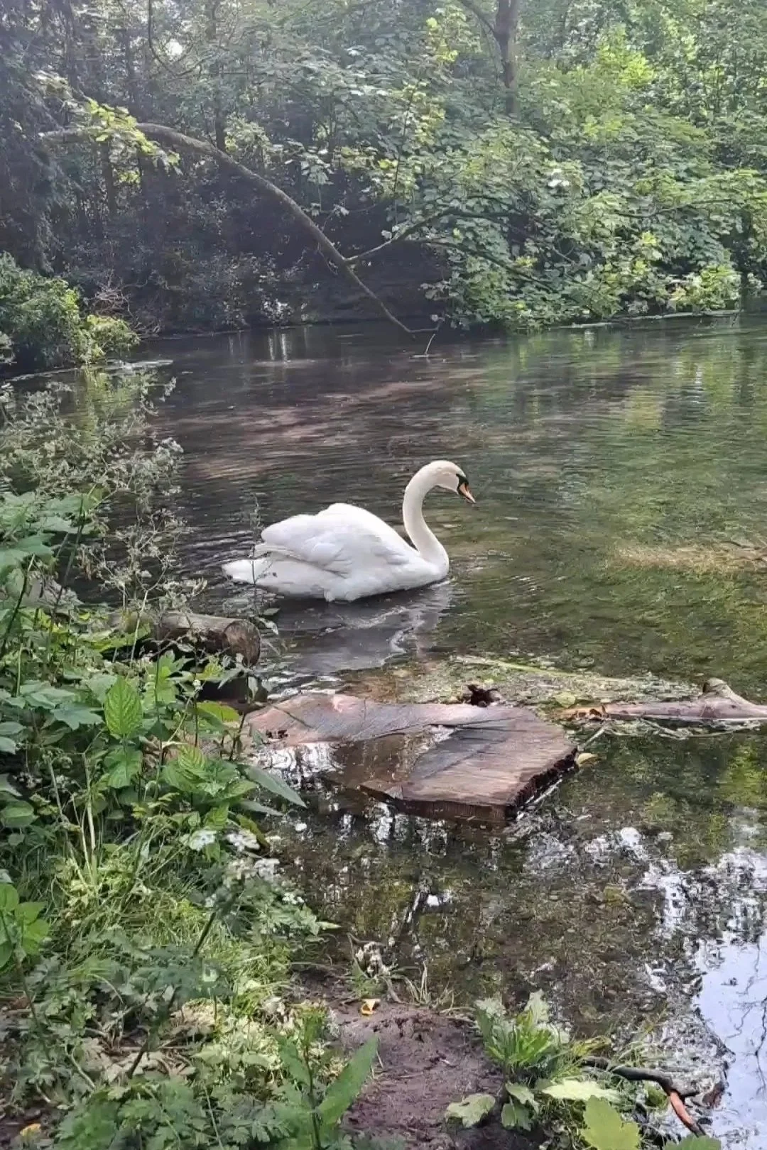 A white swan swimming in a calm, green forest stream surrounded by lush foliage and trees.