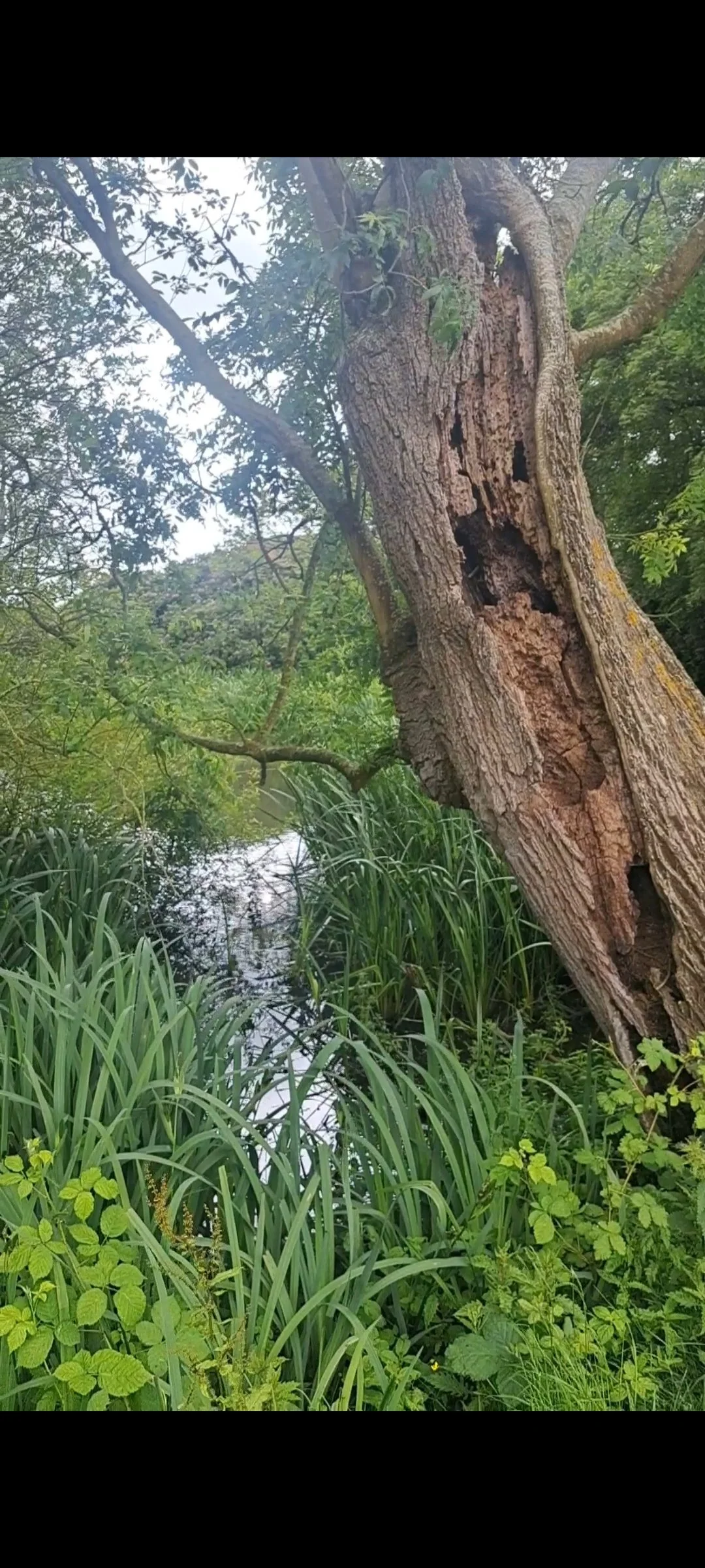 tree pond.jpg