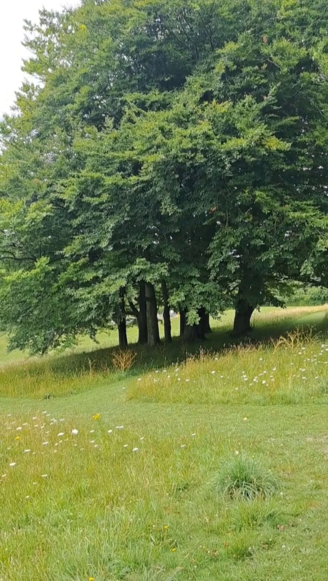 A cluster of trees with dense green foliage in a grassy field.