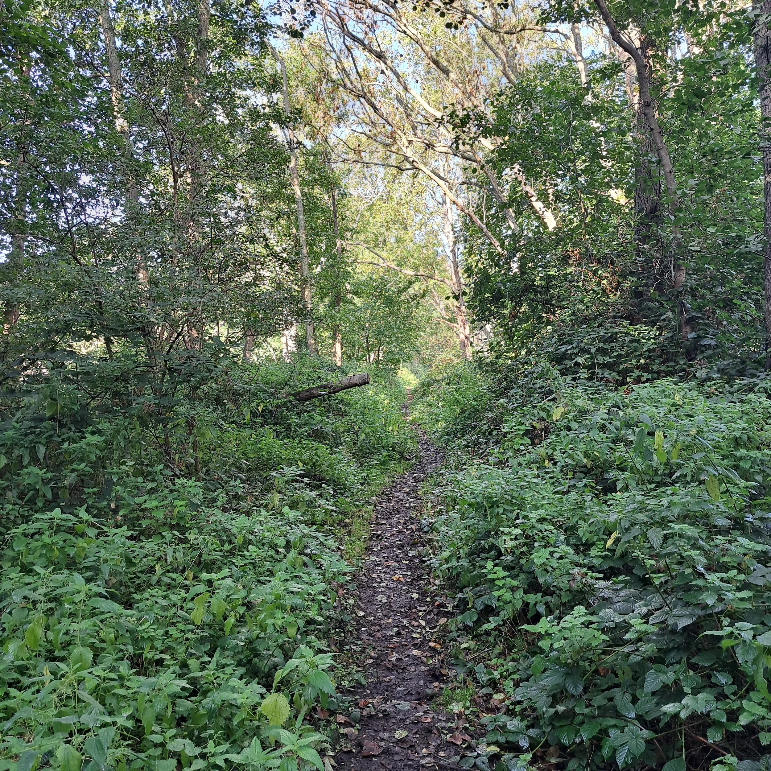 A narrow dirt trail winds through a dense, green forest with tall trees and lush foliage, sunlight filtering through the leaves.