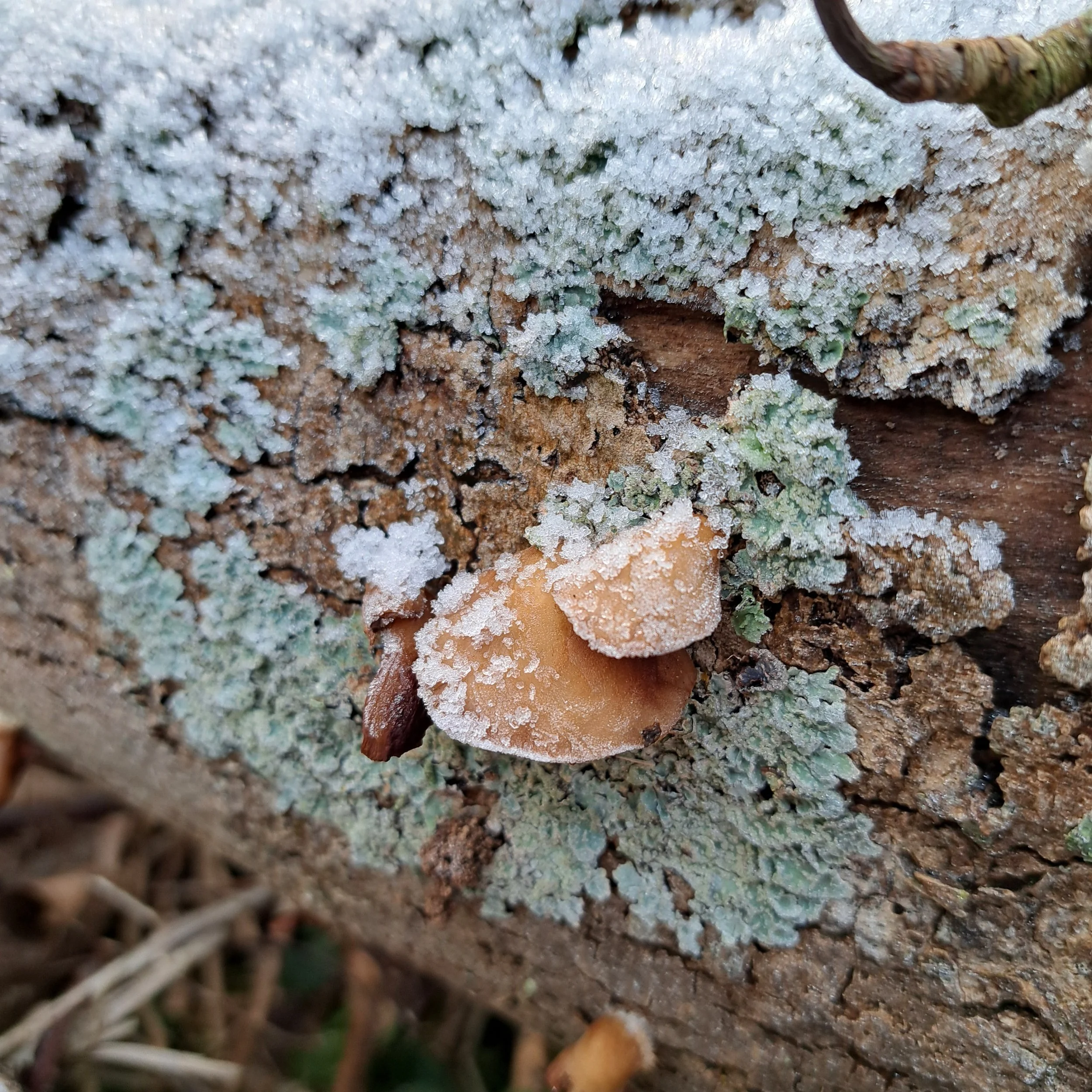 A Year in The Forest ; The Descent