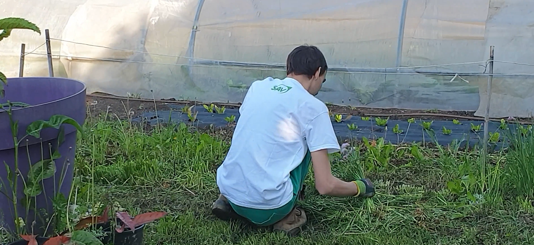 Un ragazzo raccoglie erbe nel giardino, con piante di verdura e un orto protetto da una copertura trasparente.
