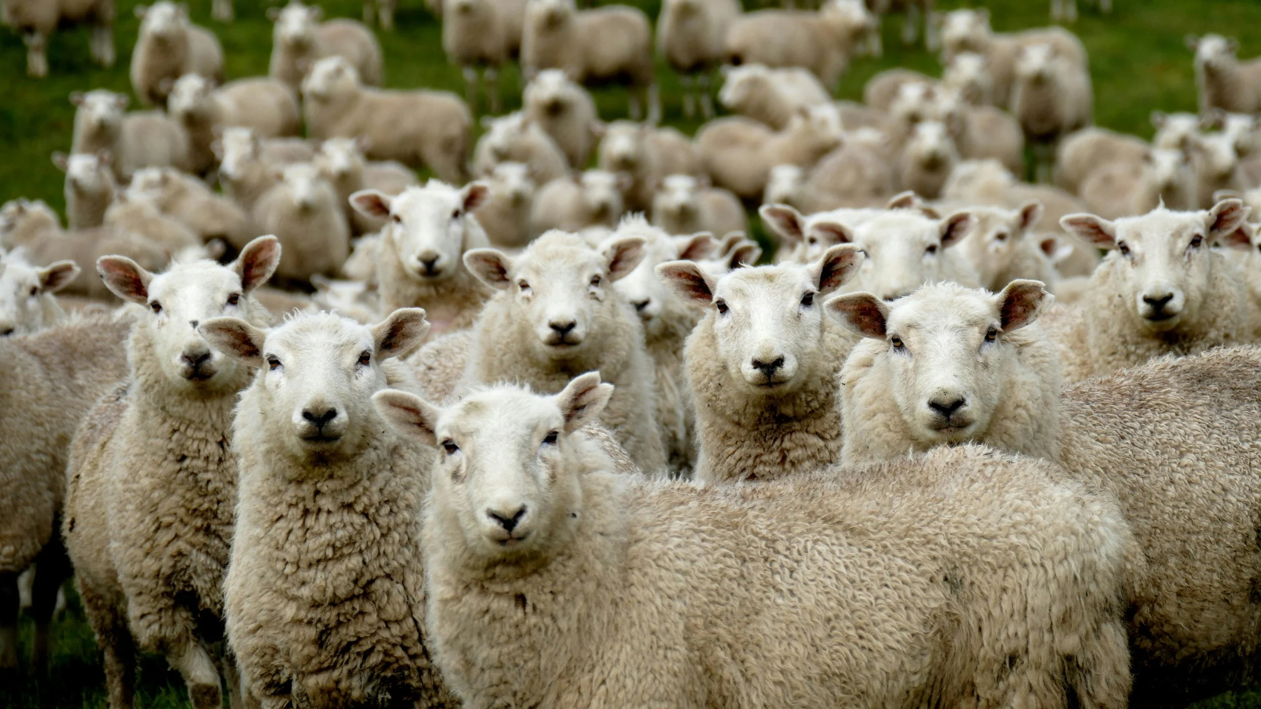 Herd Mentality &amp; FOMO: Why Traders Buy the Top and Sell the Bottom