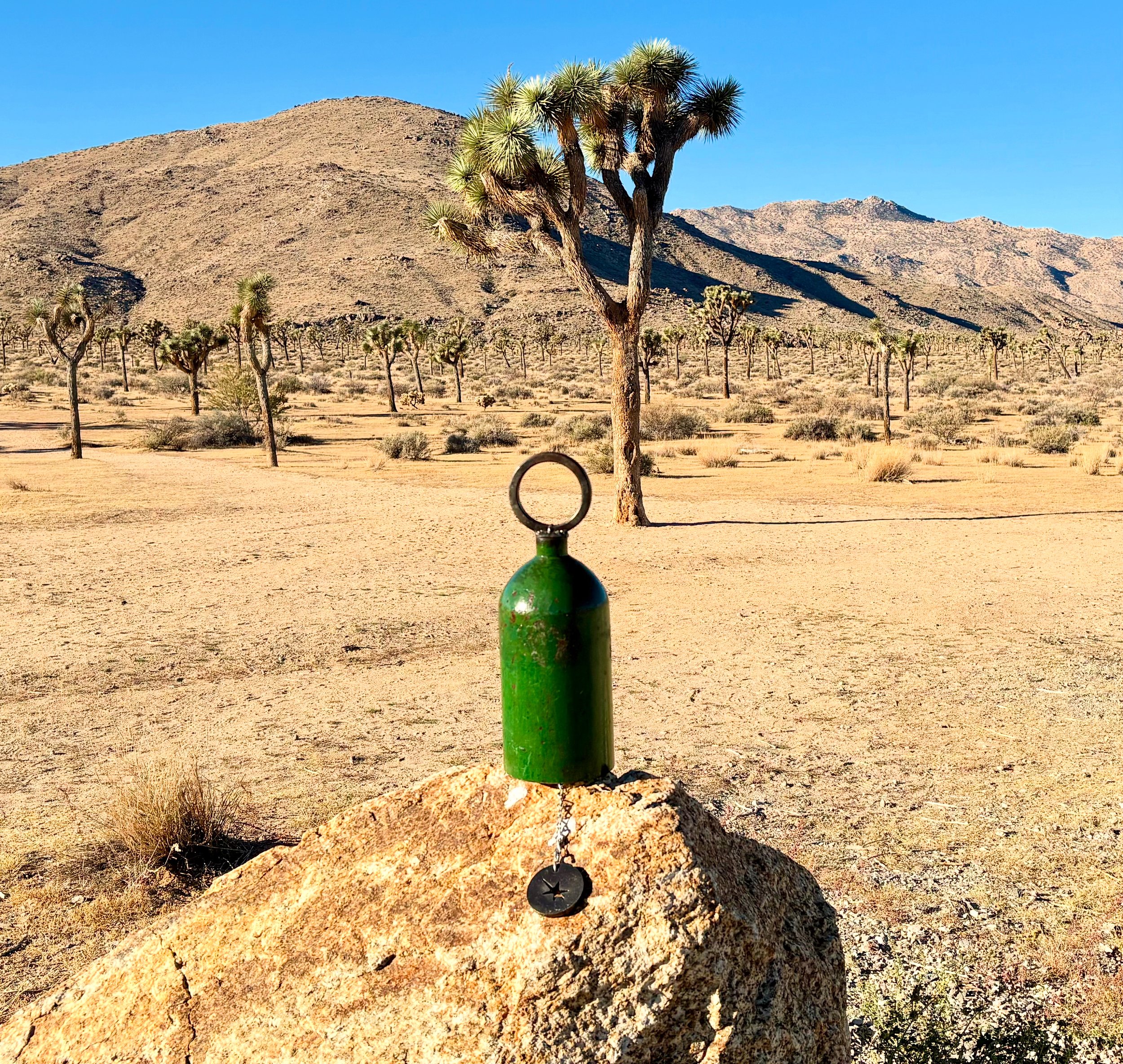 Bella in Joshua Tree.jpeg