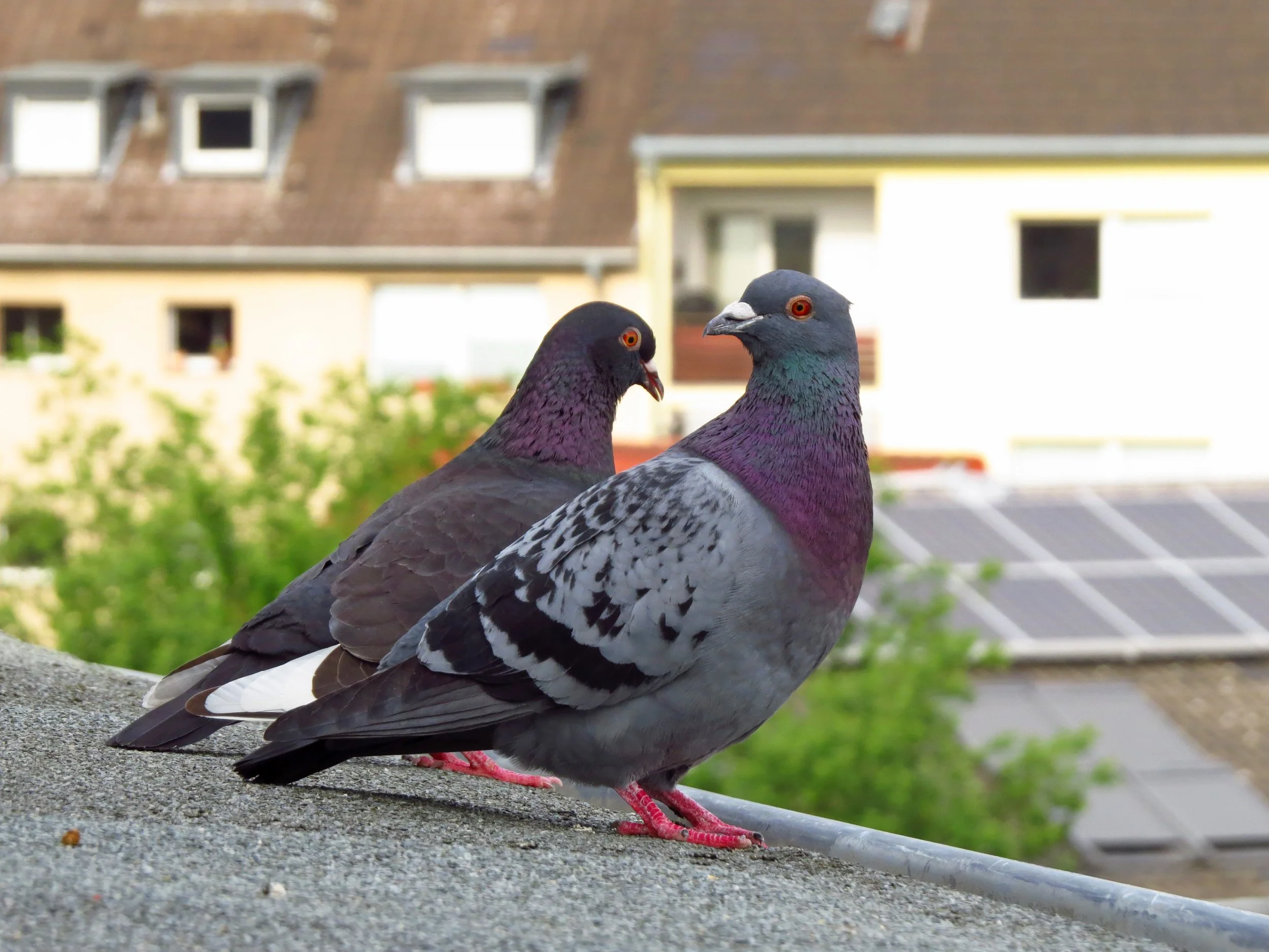   
     Pigeon Guano Cleaning 
     Specialist cleaning for areas affected by bird droppings, nesting debris and related hygiene concerns. 
   

