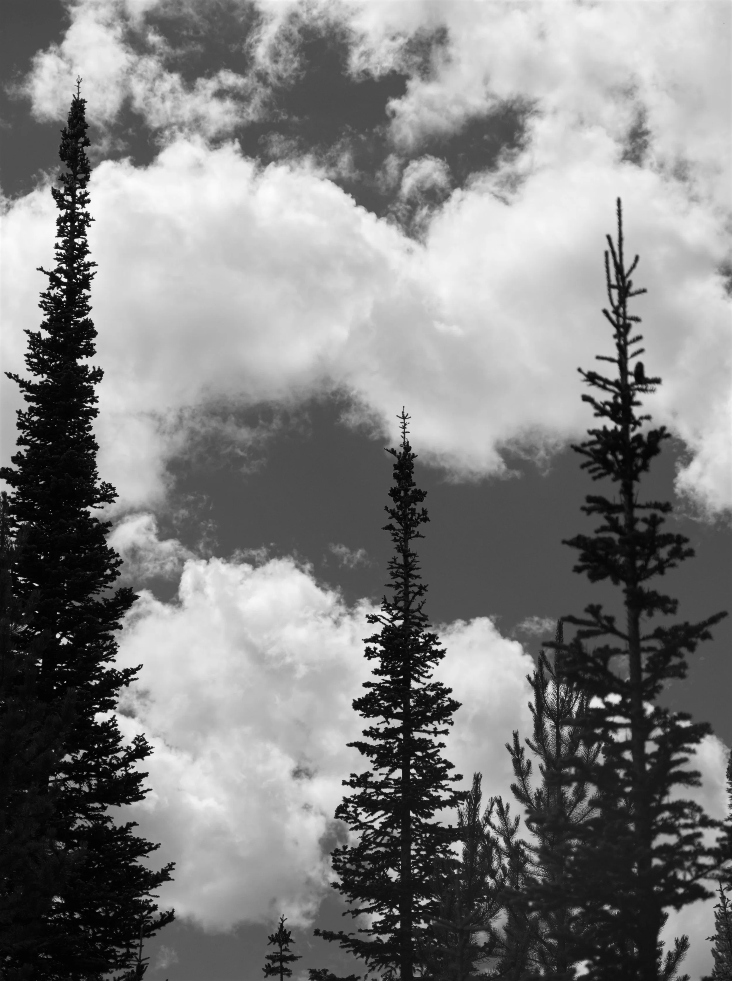 big sky trees 3.jpg