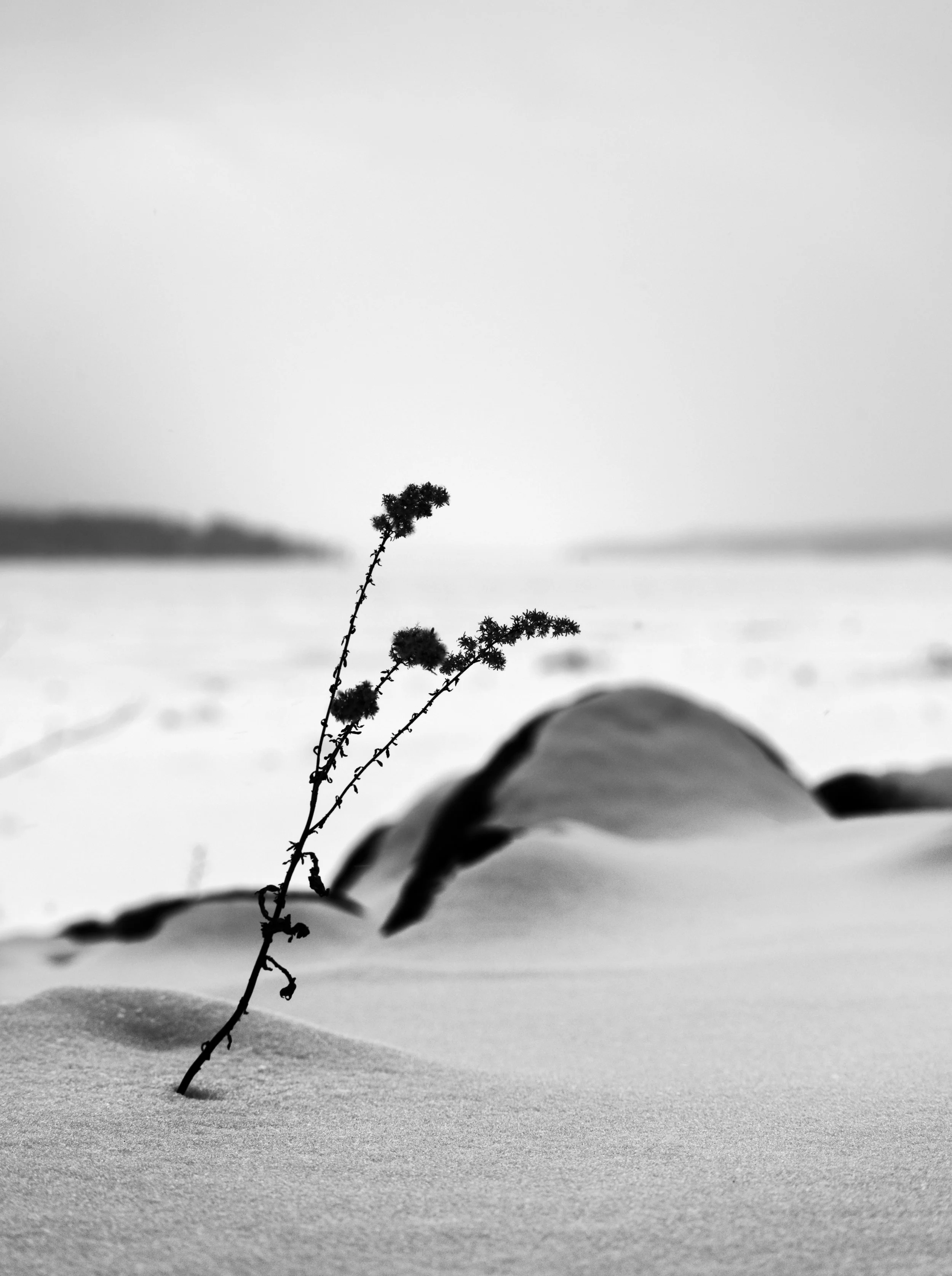 Frozen Lake Life.jpg