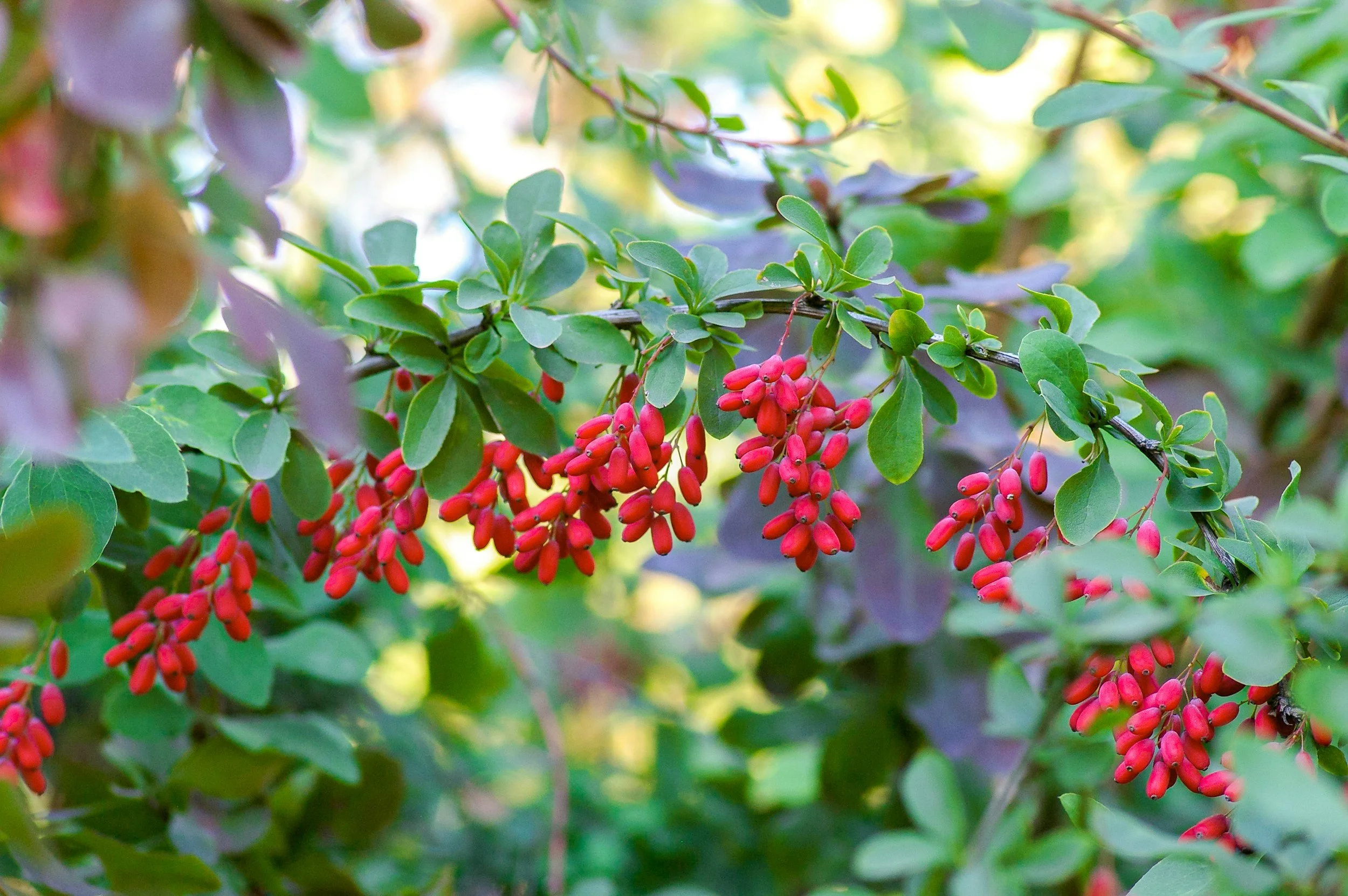 Berberine for Weight Loss: Clinical Efficacy, Side Effects, and Why It Isn’t ‘Nature’s Ozempic’