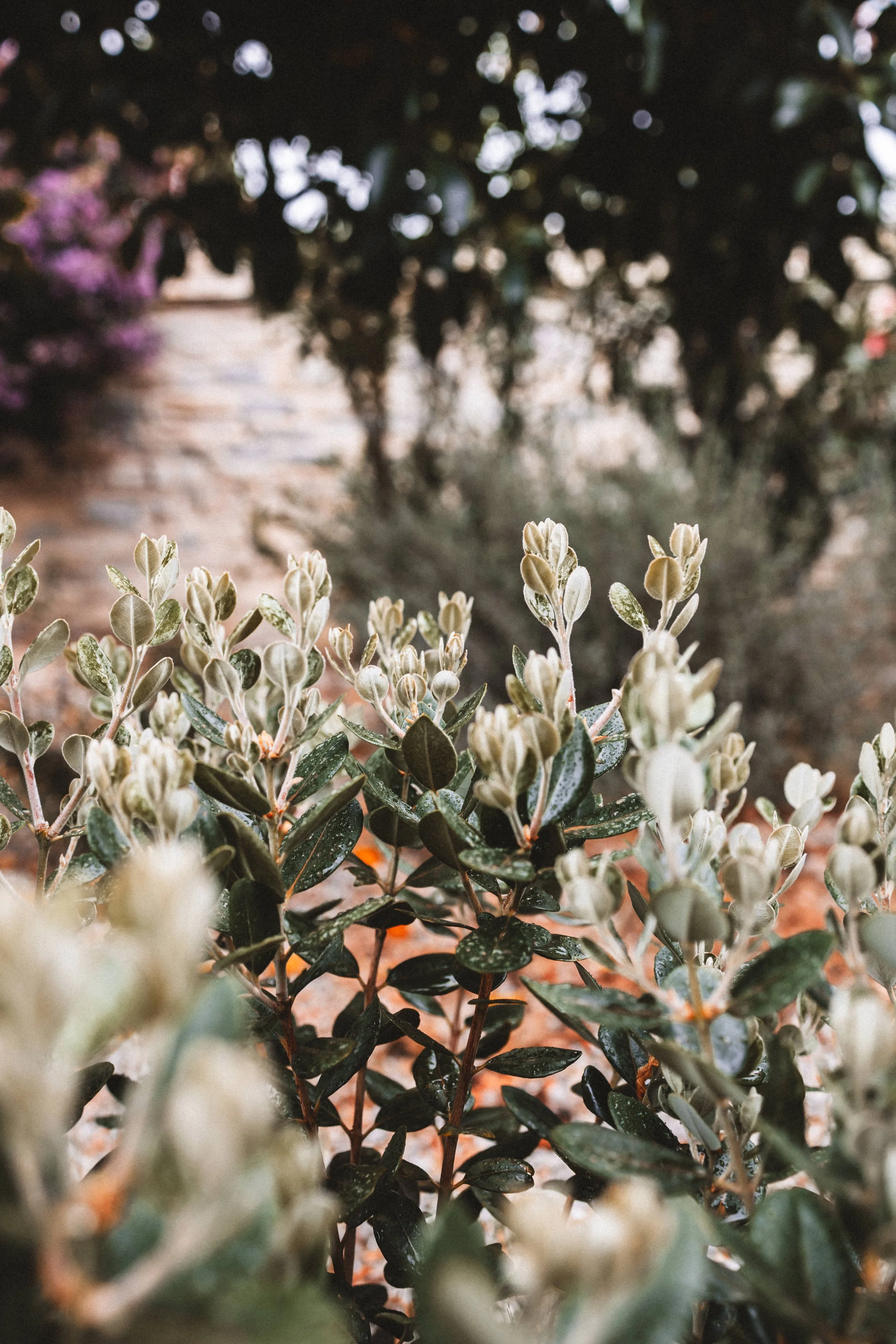 Nahaufnahme von grünen Pflanzen mit kleinen, hellen Blüten vor einem Gartenhintergrund.