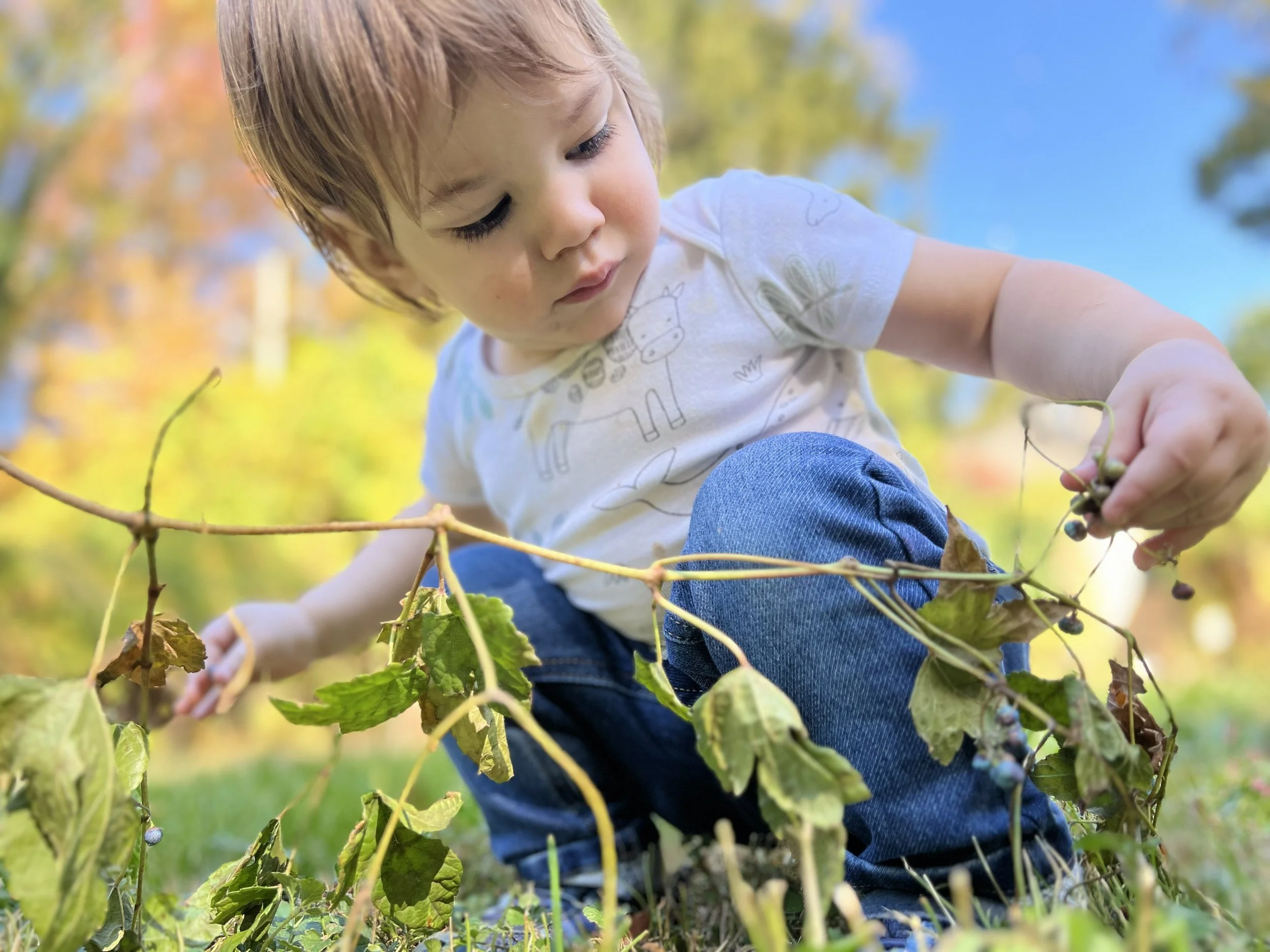 A young child with light brown hair and a light gray t-shirt with animal sketches is outdoors, picking blueberries from a bush with green and yellow leaves on a sunny day.