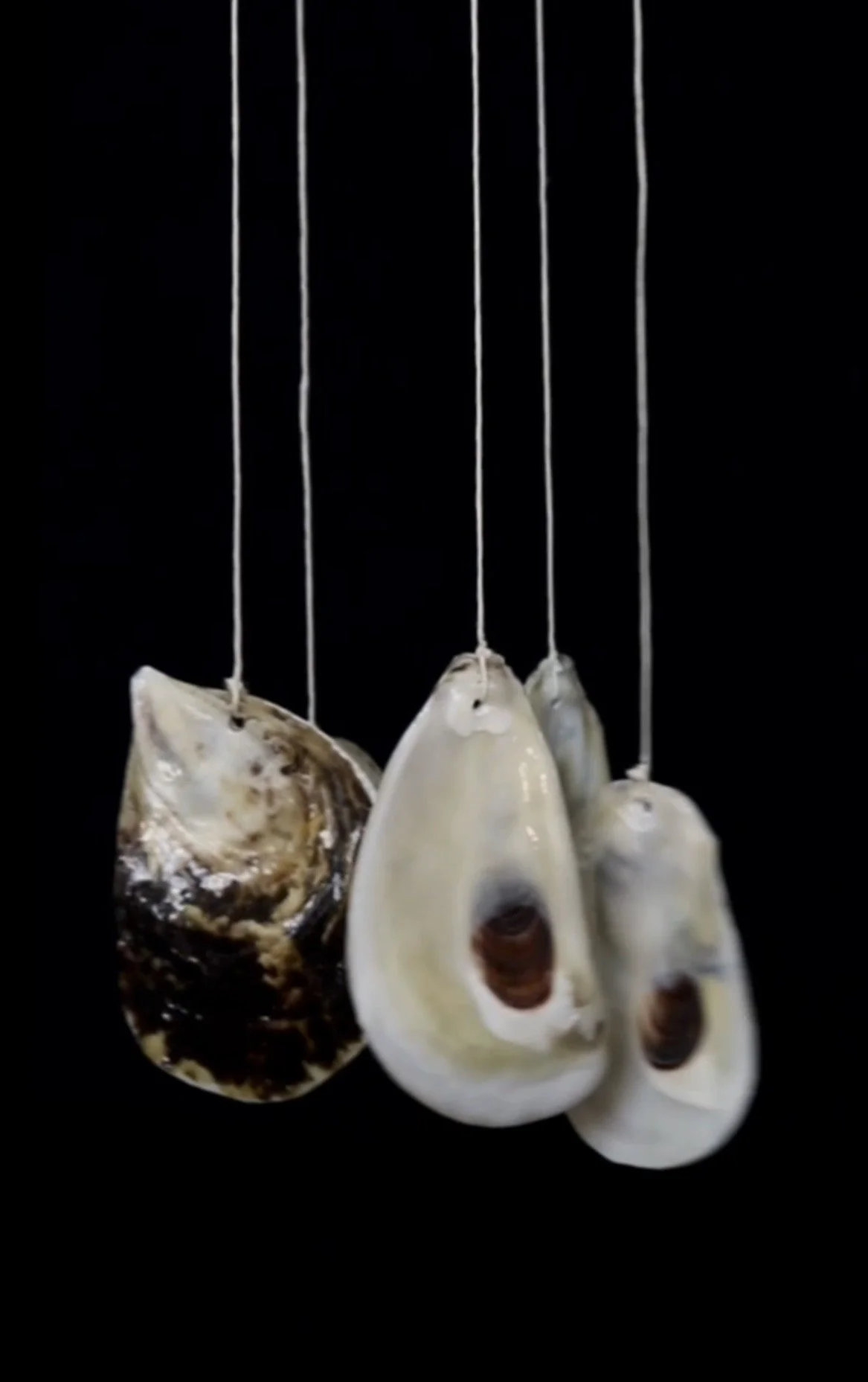 Large Oyster Shell Wind Chime